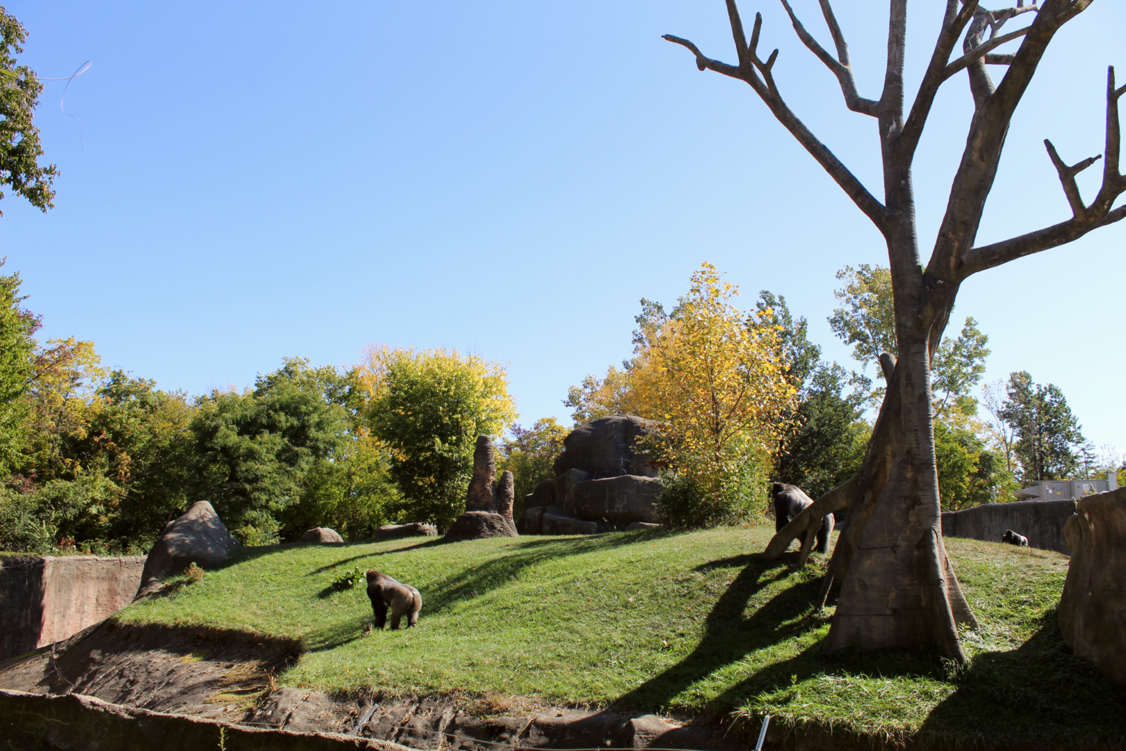 Gorilla Exhibit - Great Apes of Harambee