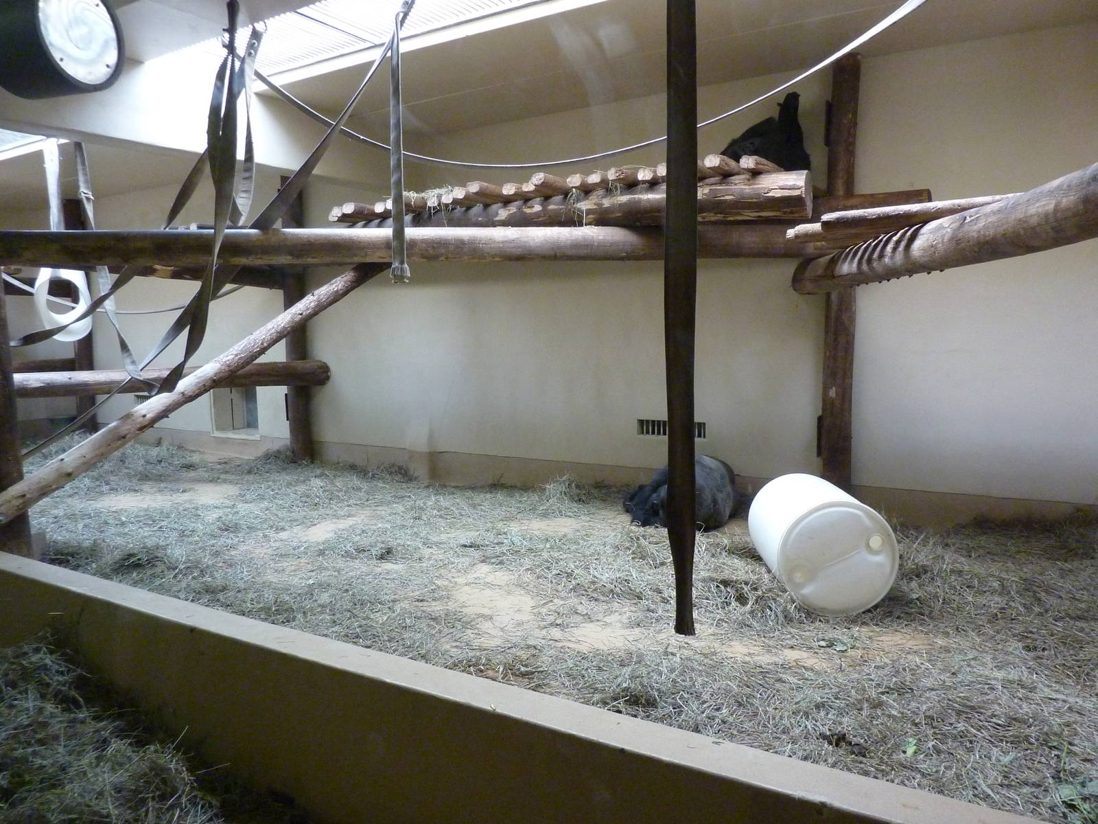 Gorilla Exhibit - Indoor Area