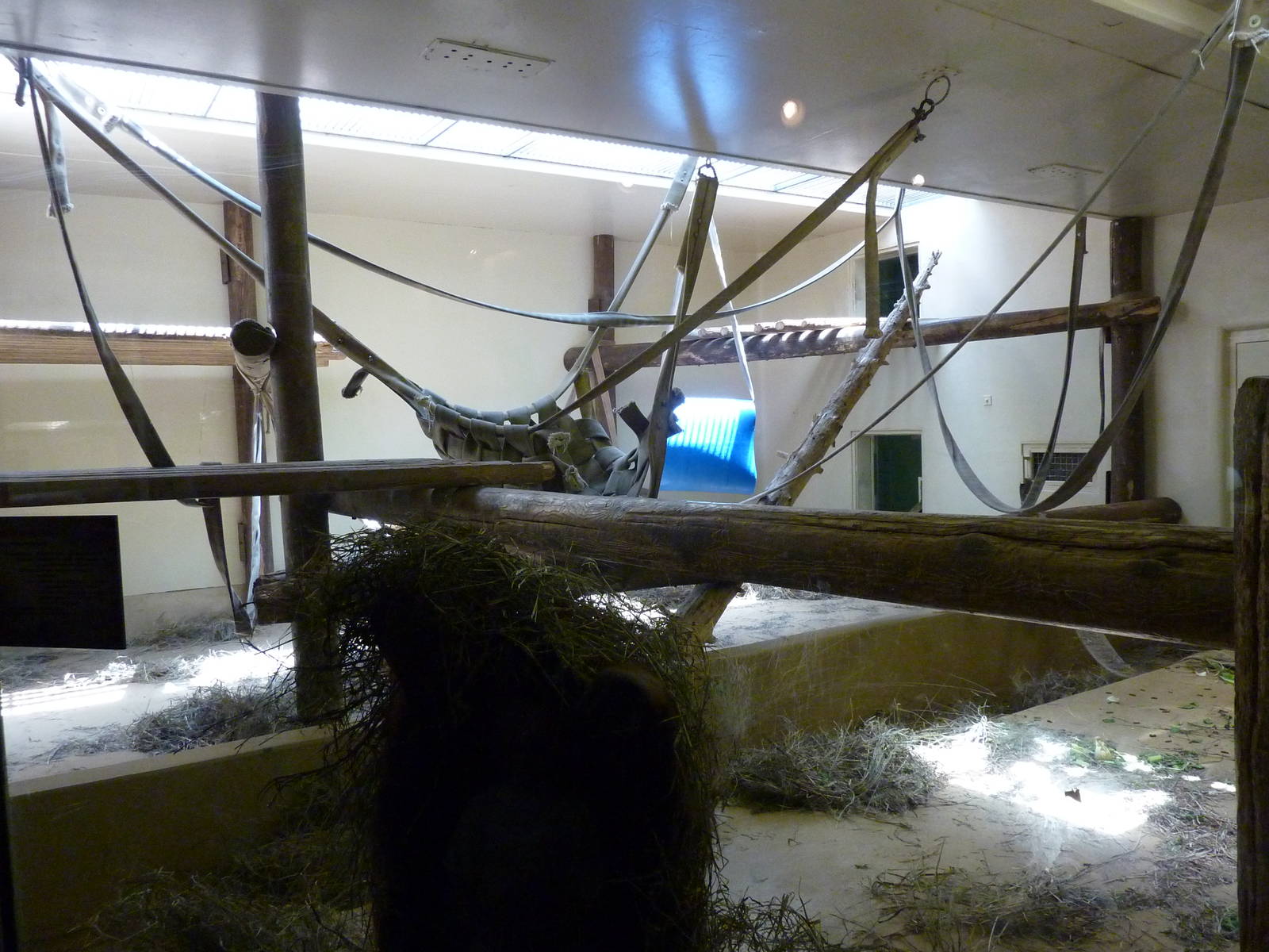 Gorilla Exhibit - Indoor Area