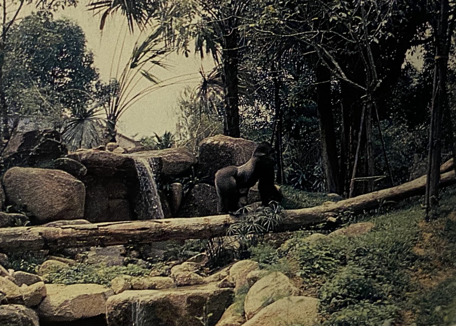 Gorilla Exhibit - Mid 1980s