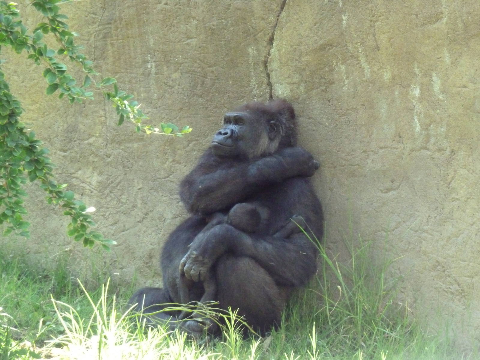 Gorilla Exhibit - Mom + 5 Week-Old Baby