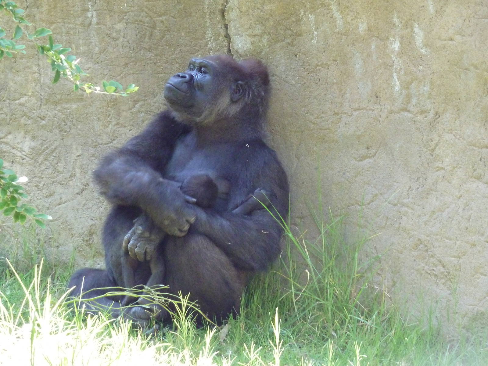 Gorilla Exhibit - Mom + 5 Week-Old Baby