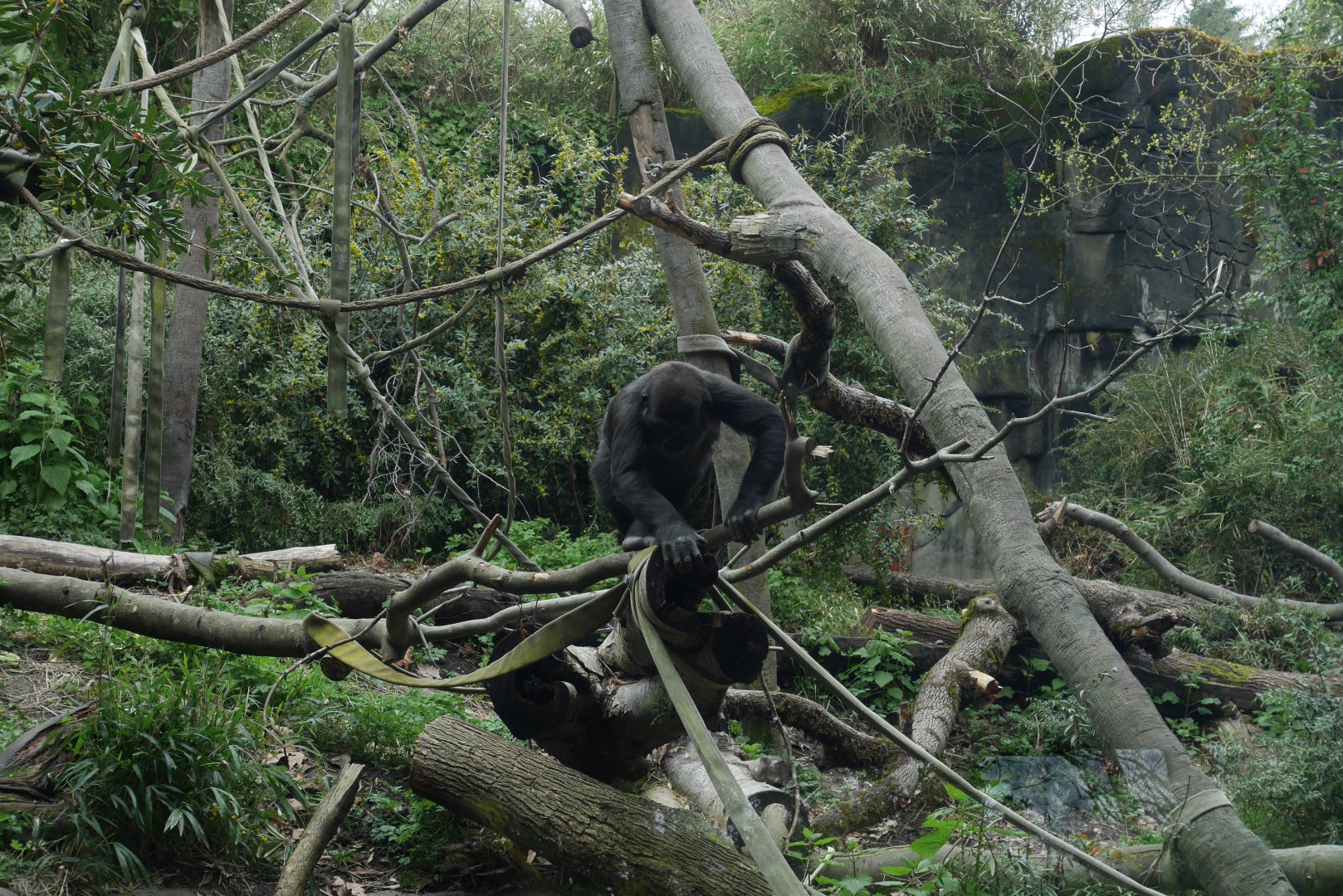Gorilla Exhibit - My First US Zoo Trip