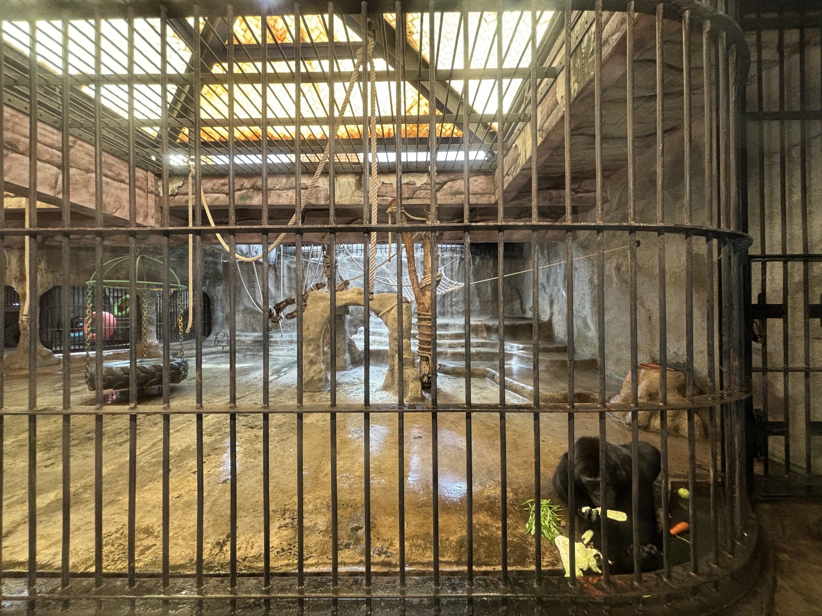 Gorilla Exhibit (only one animal)