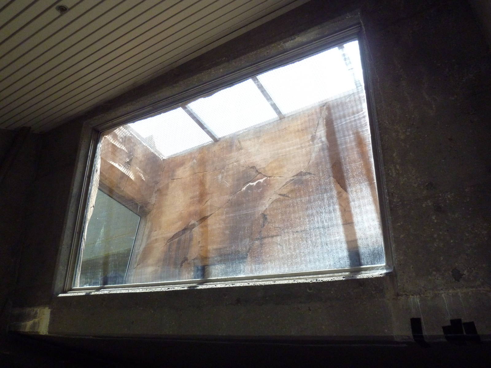 Gorilla Exhibit - Overhead Tunnel