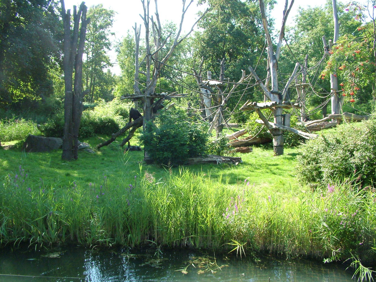 Gorilla Exhibit, Pongoland at Leipzig, 02/09/11