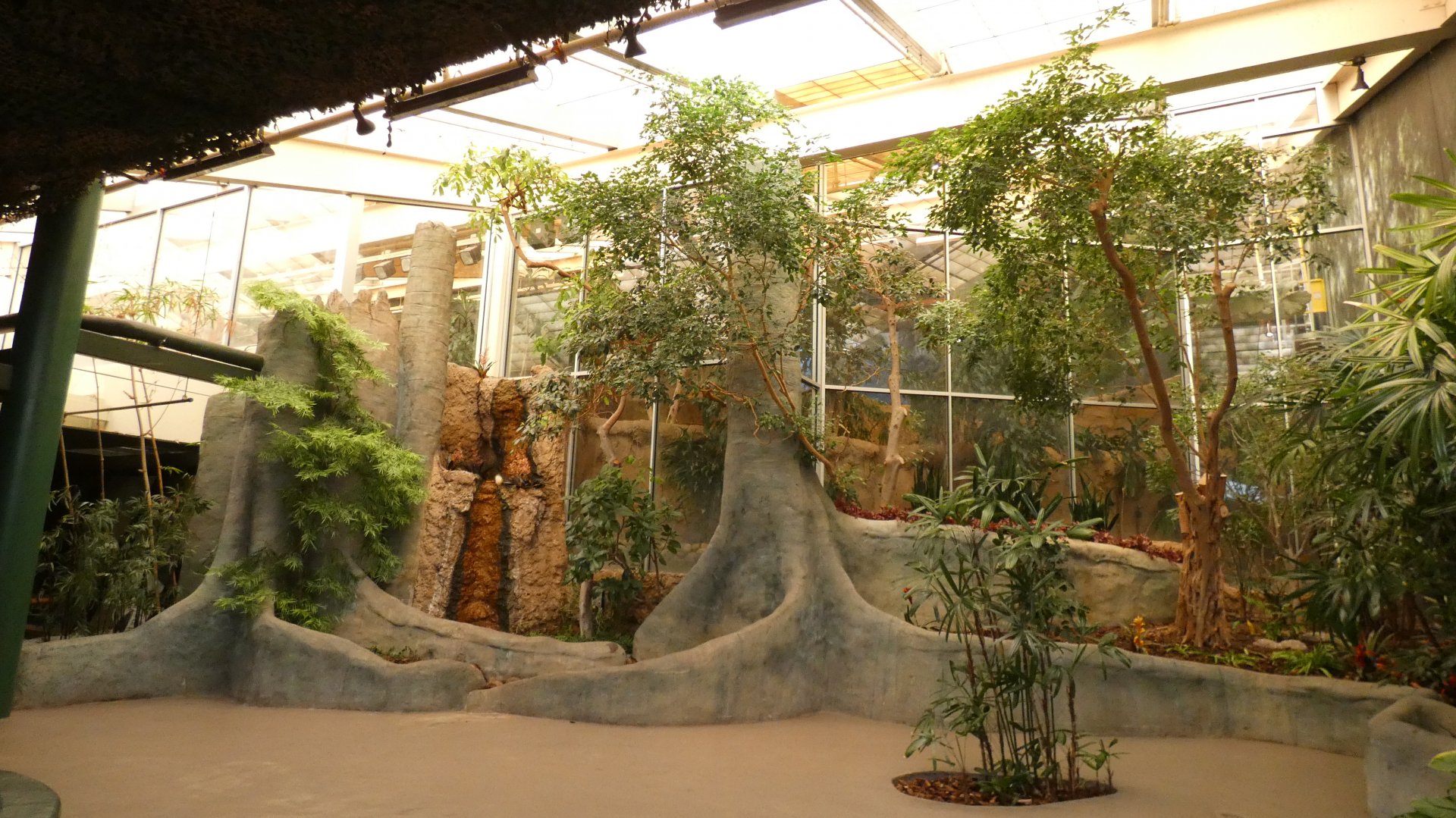 Gorilla Exhibit, Primates of the World/Apes of Africa - Aug. 2021