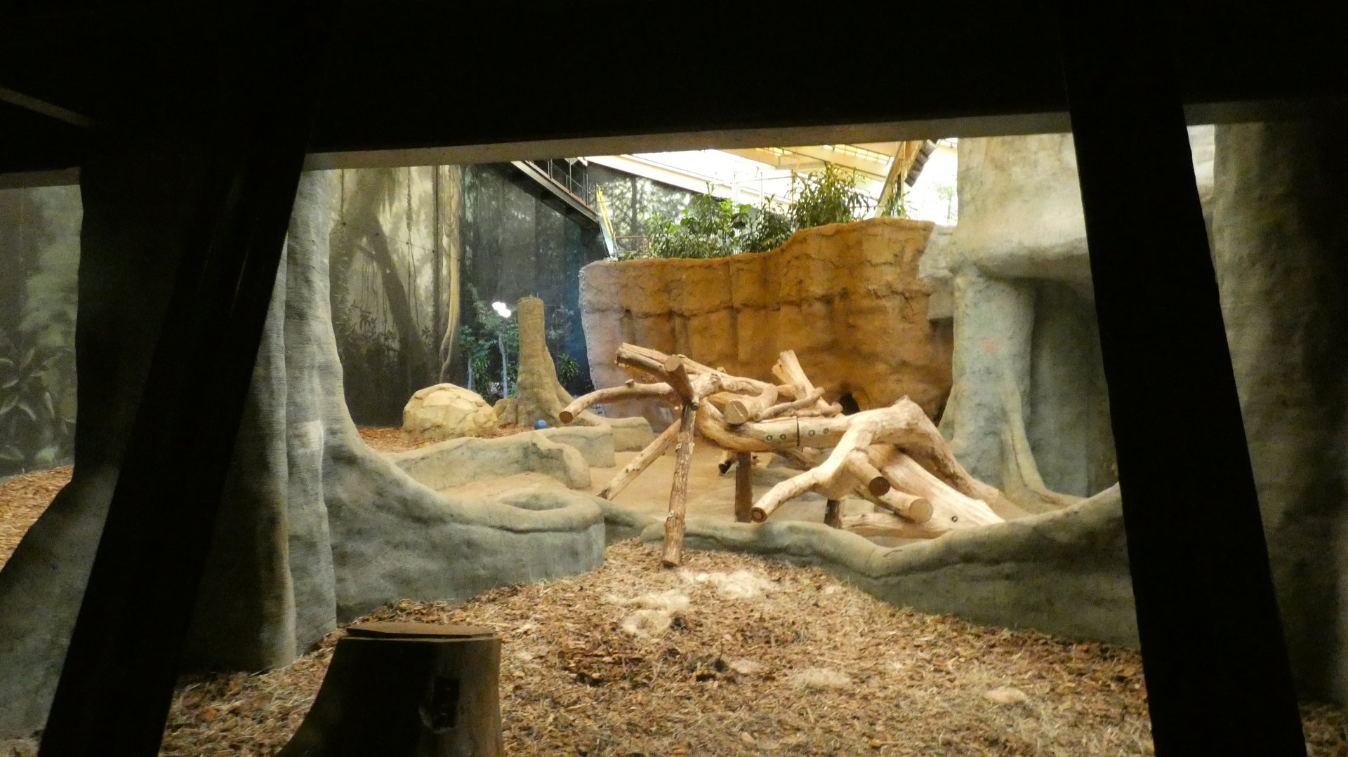 Gorilla Exhibit, Primates of the World/Apes of Africa - Aug. 2021