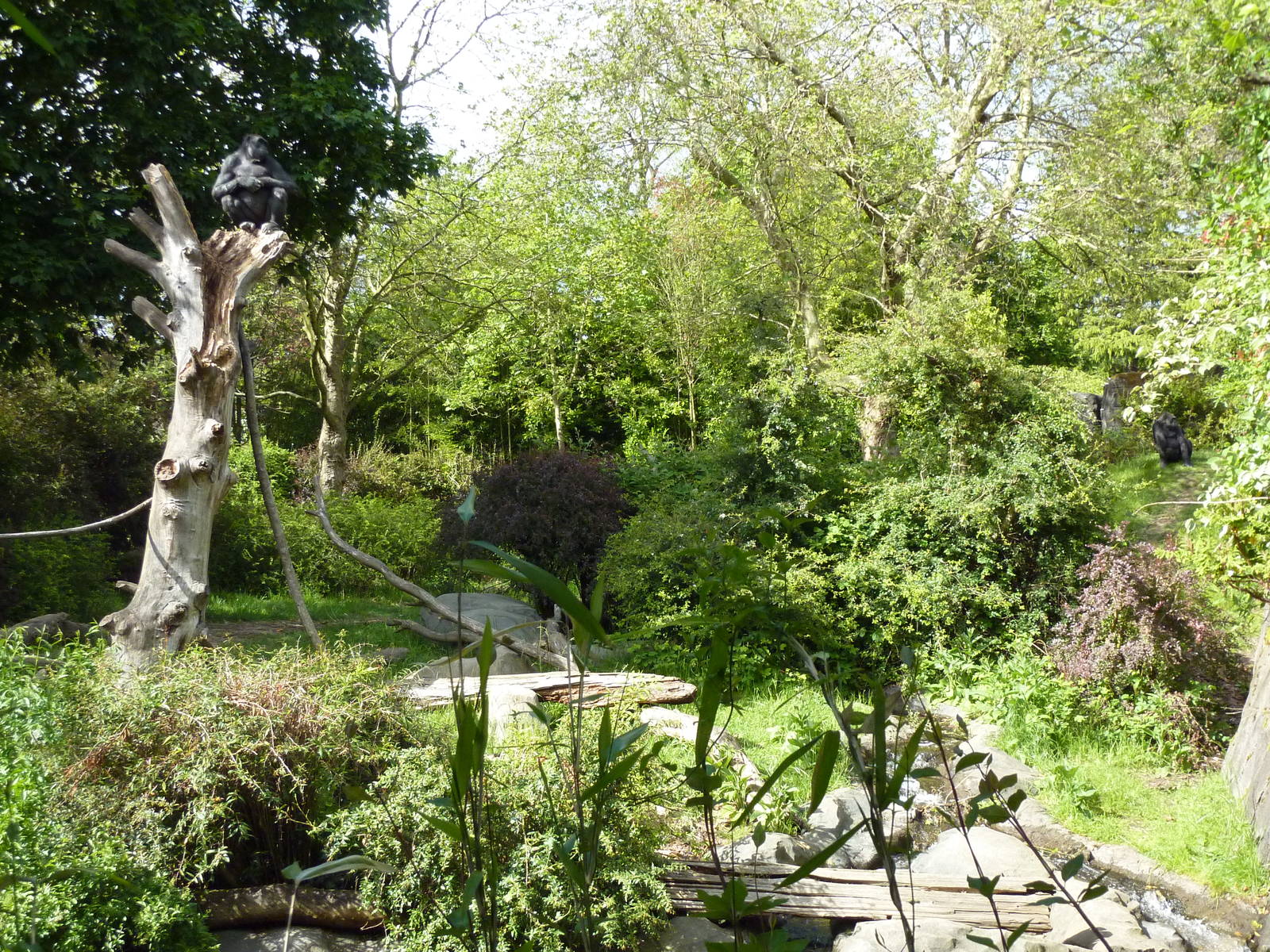 Gorilla Exhibit - See 2 Gorillas?