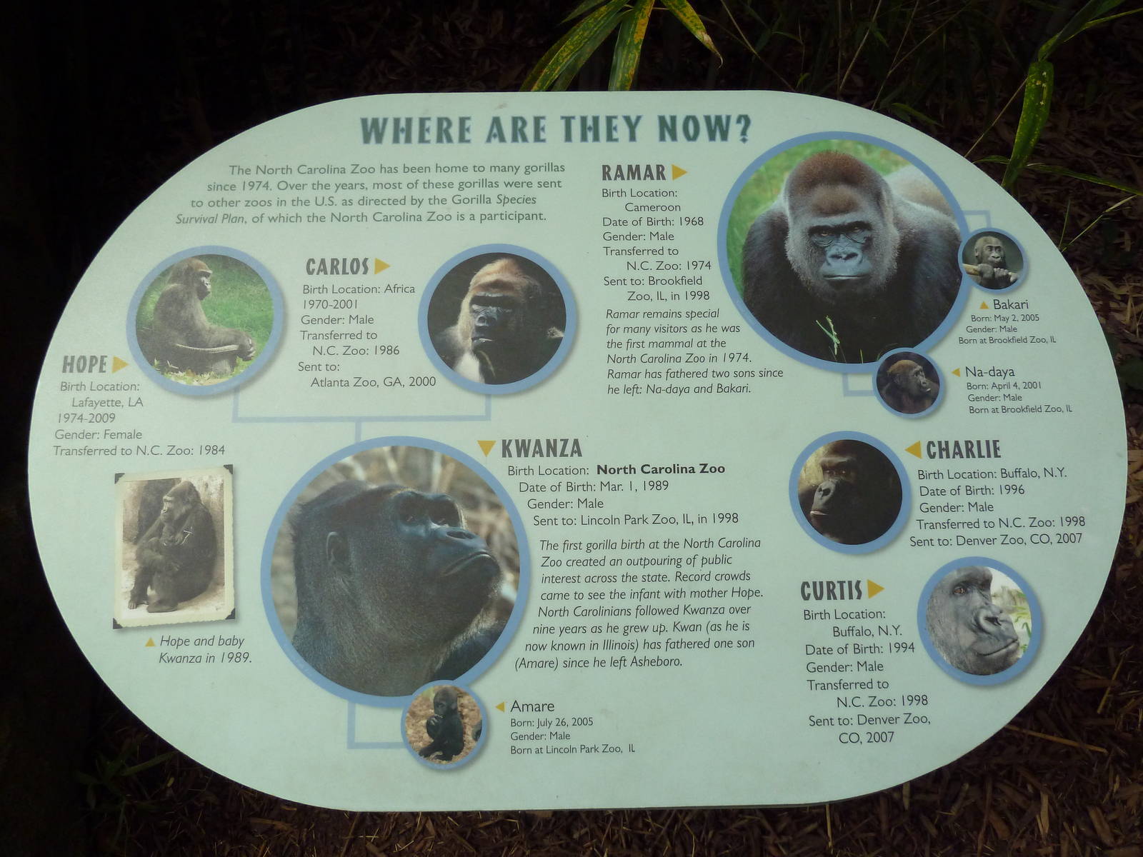 Gorilla Exhibit - Signage