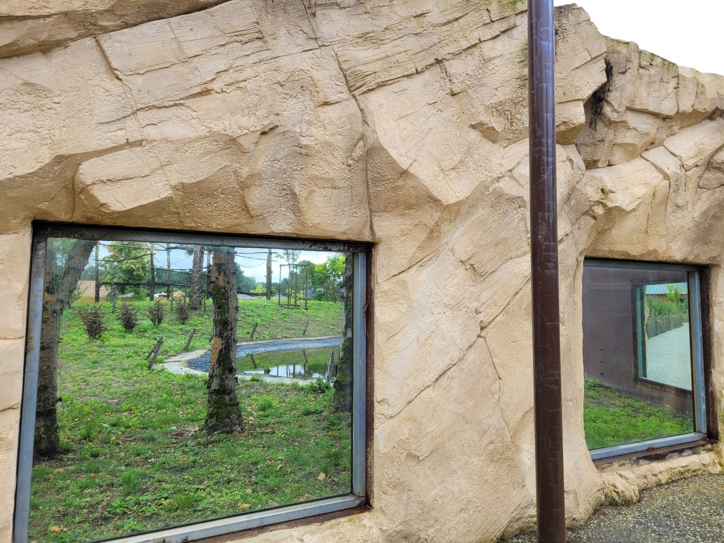 Gorilla exhibit view from the aviary -Zoo du bassin d'Arcachon (2024)