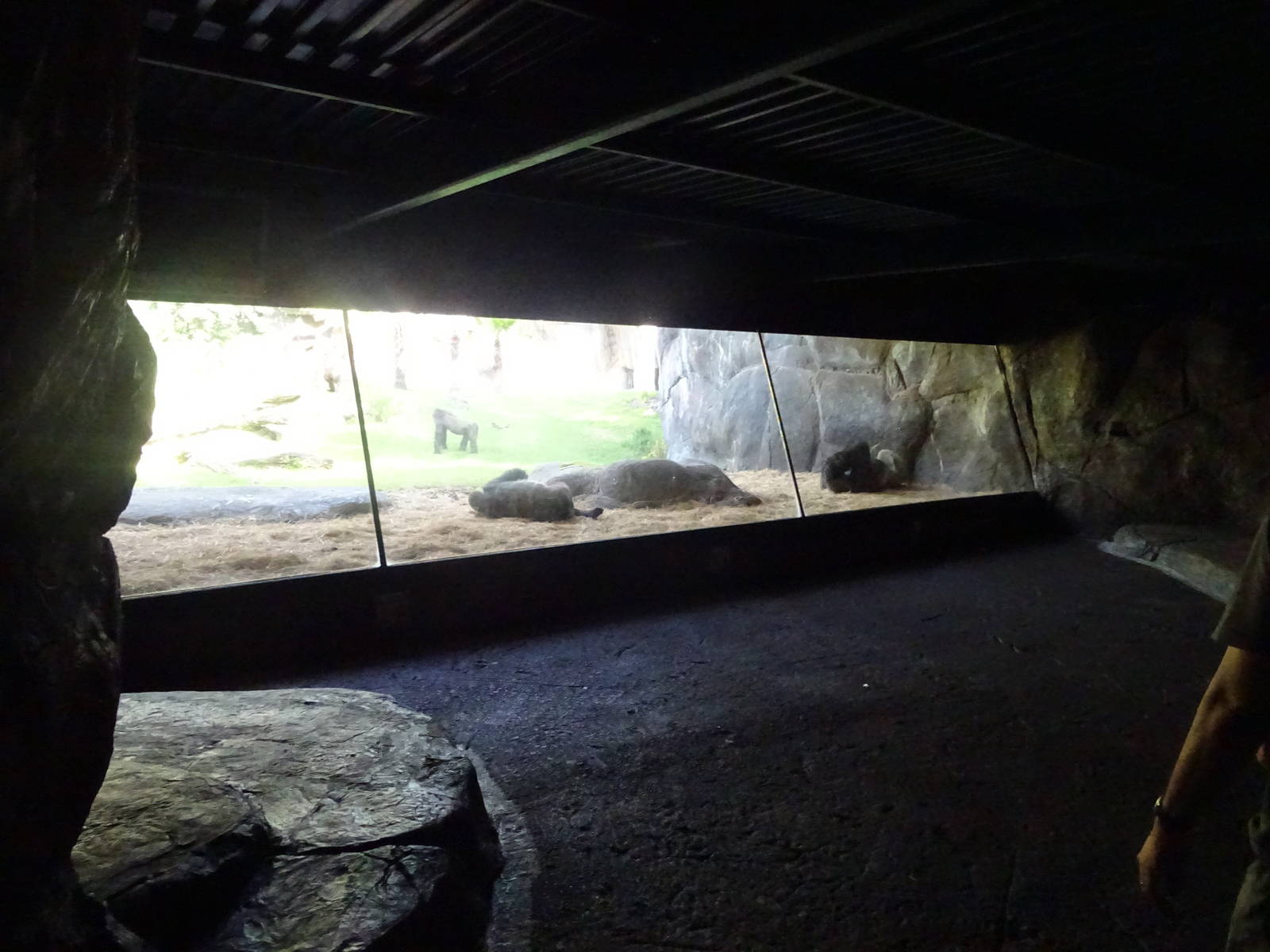 Gorilla Exhibit Viewing Area at Busch Gardens Tampa