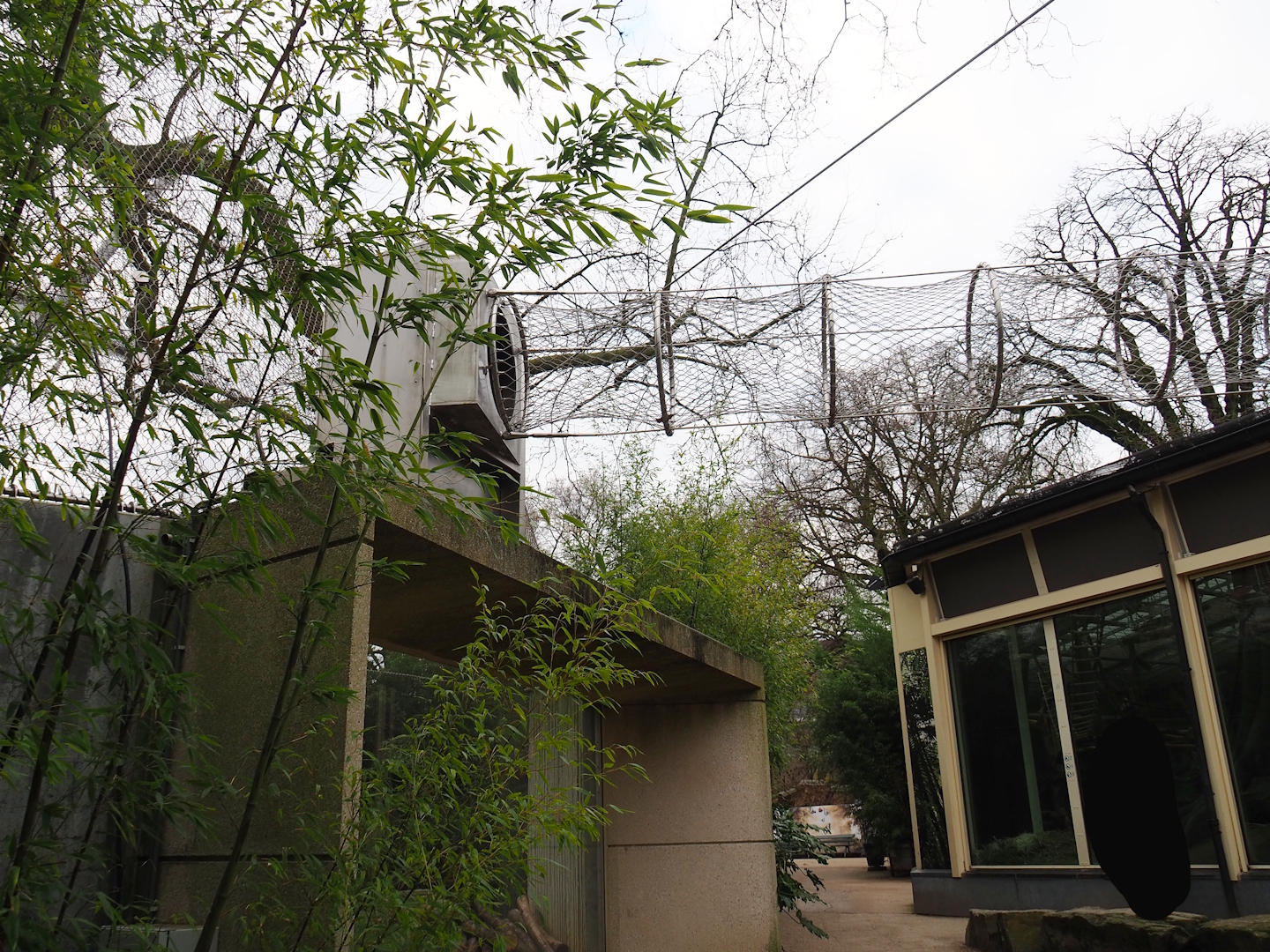 Gorilla exhibit viewing area, walkway, gorilla indoor exhibit viewing windows and tunnel for Hamlyn's monkeys, 2024-02-17
