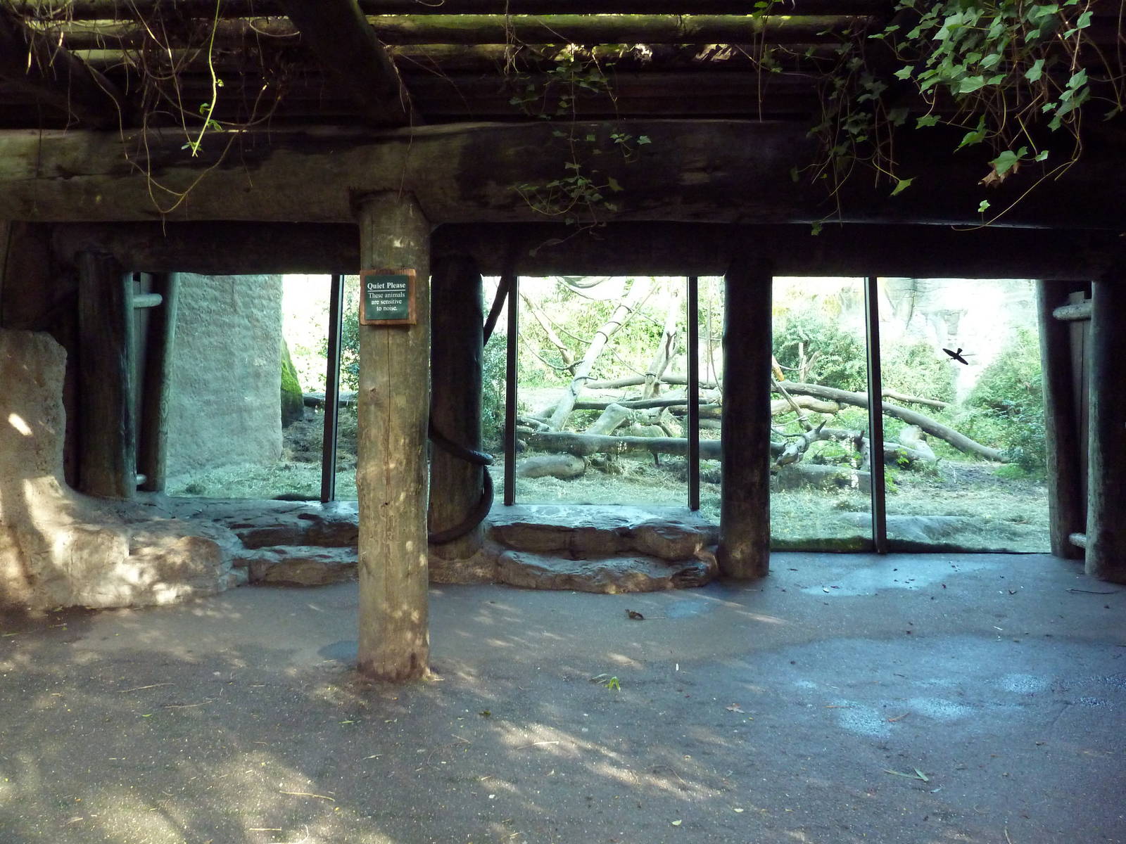 Gorilla Exhibit - Viewing Area