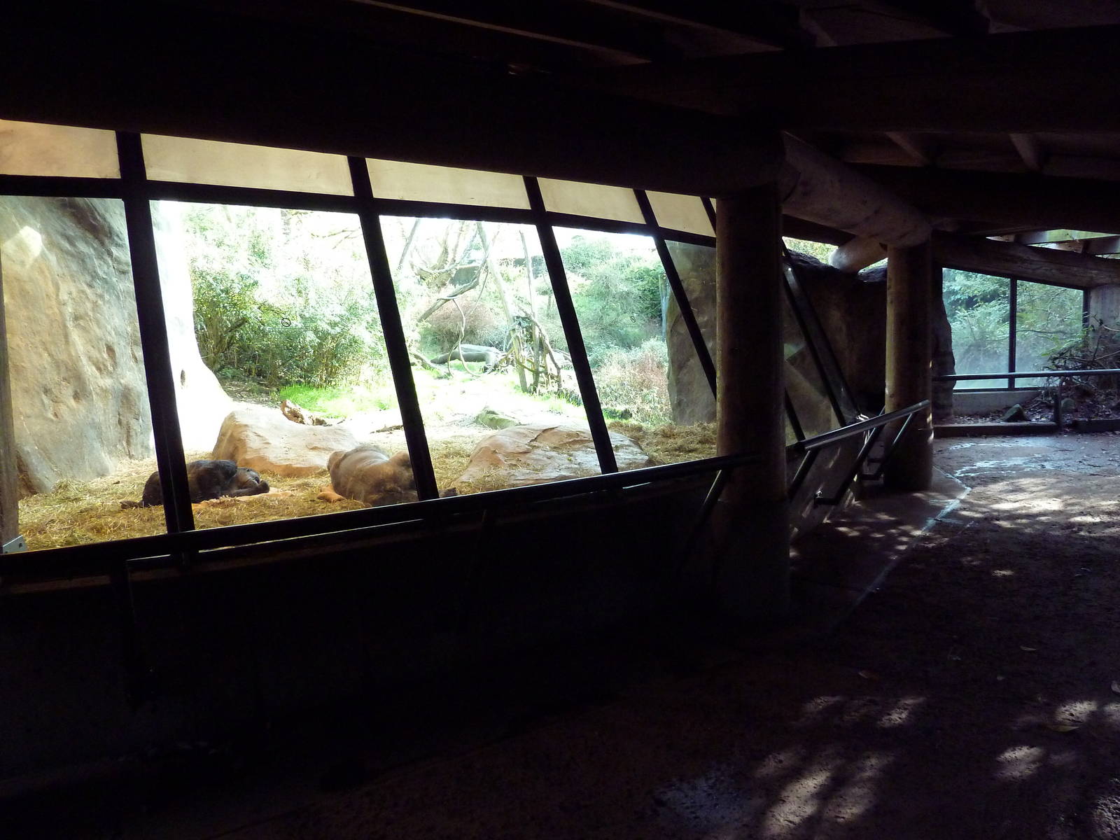 Gorilla Exhibit - Viewing Area