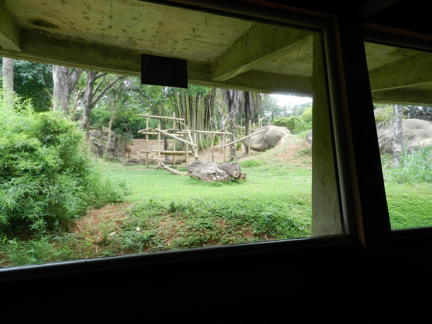 Gorilla exhibit viewing window - Belo Horizonte zoo