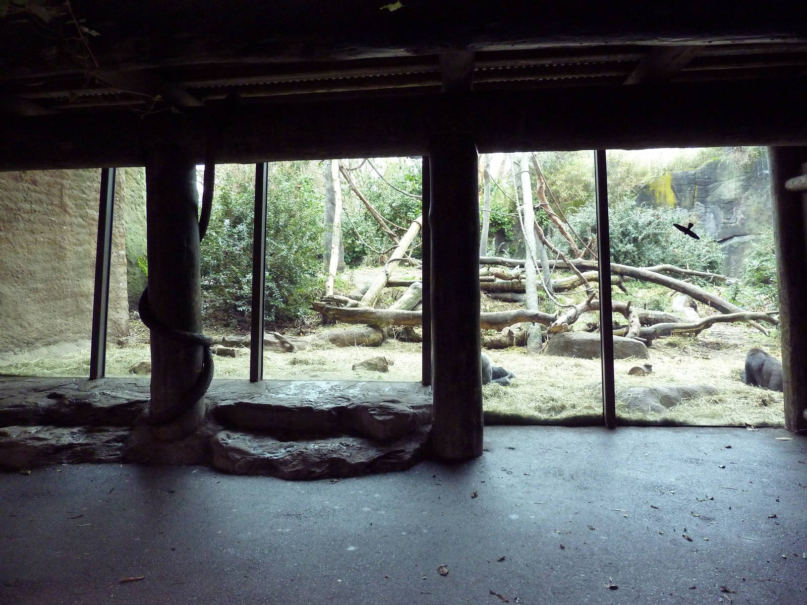 Gorilla Exhibit - Viewing Window