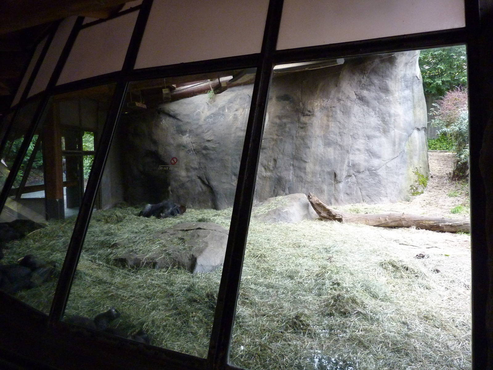 Gorilla Exhibit - Viewing Windows