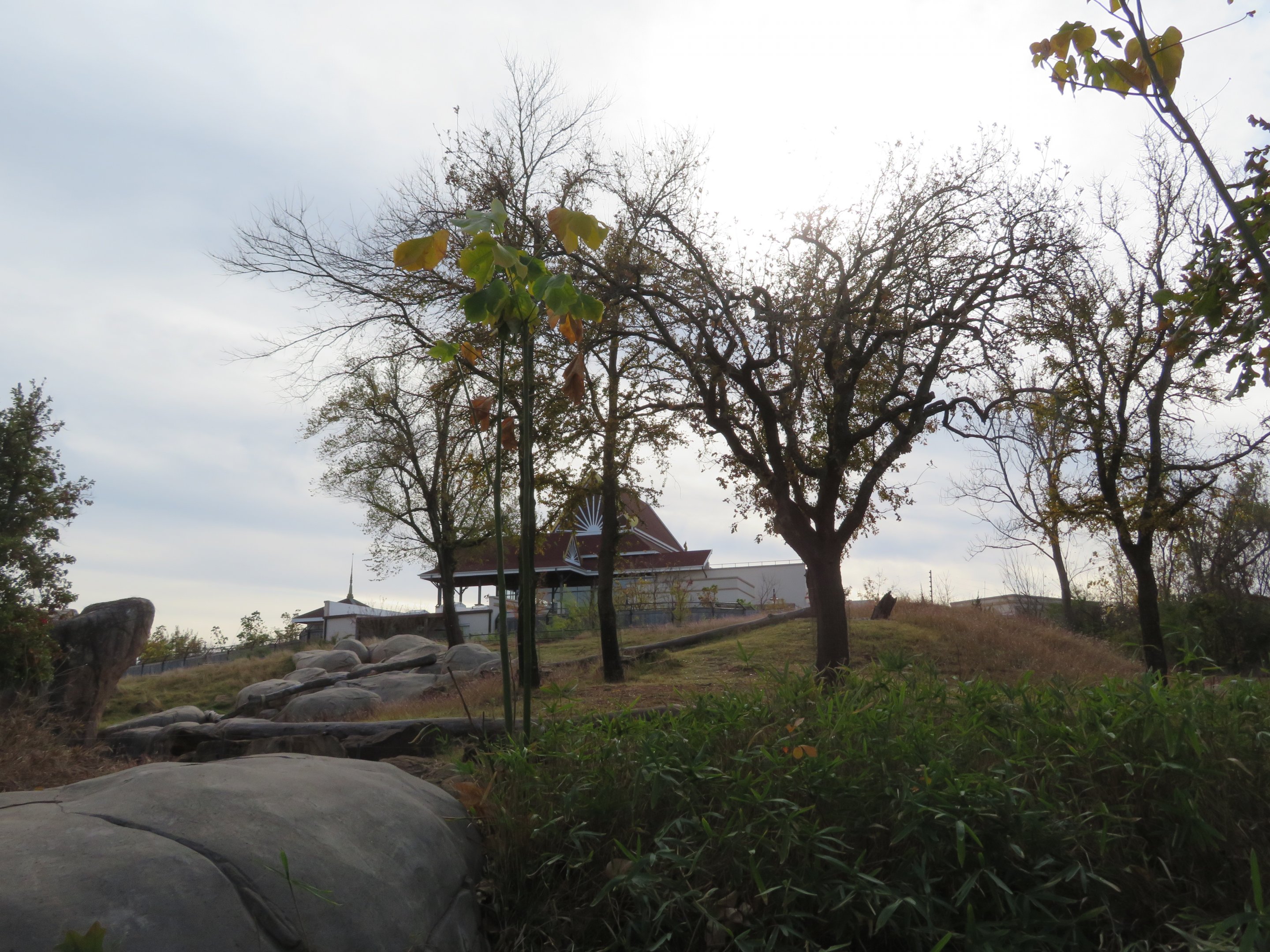 Gorilla Exhibit w/ Lotus Pavilion