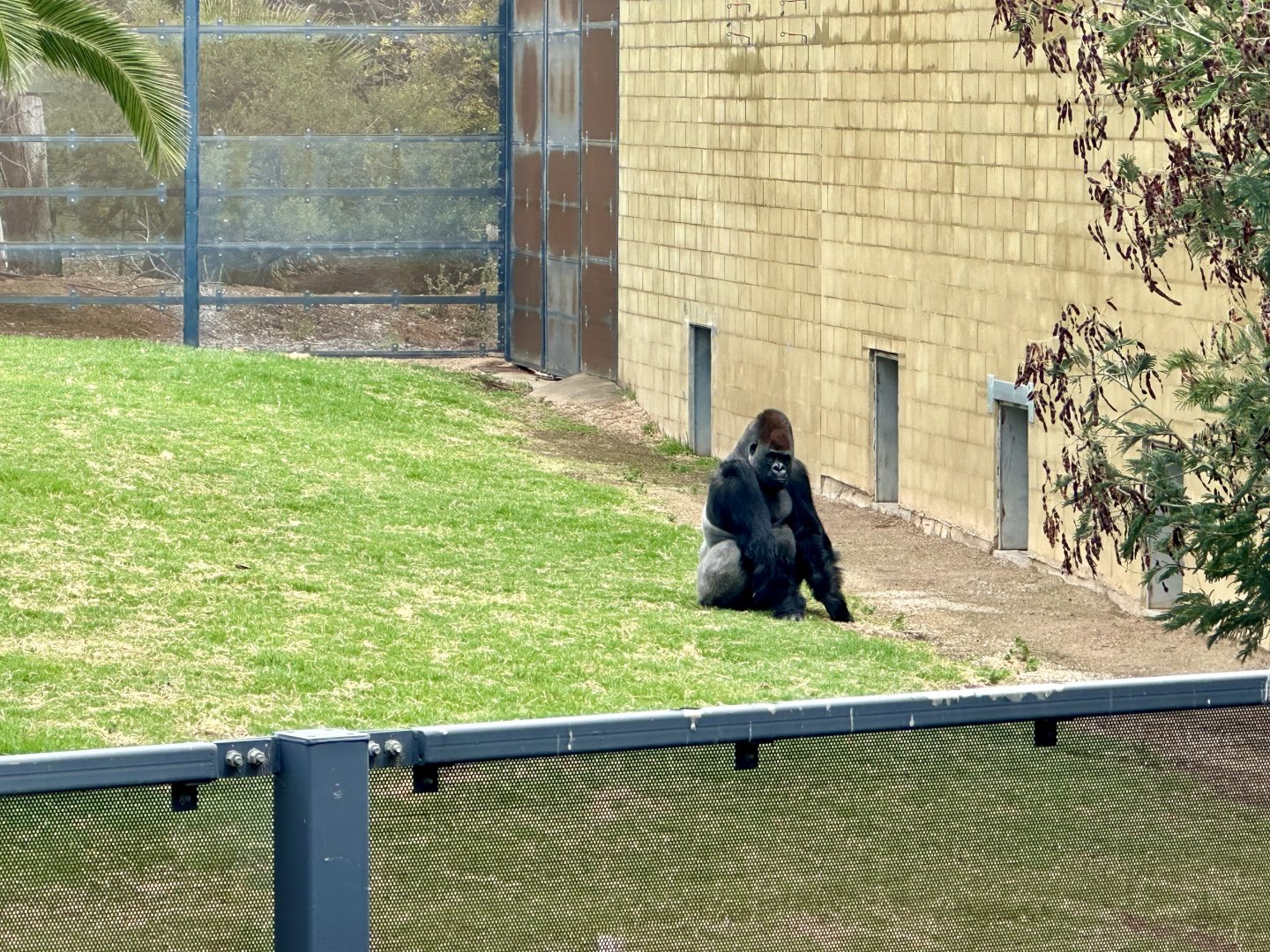 Gorilla Exhibit Wall