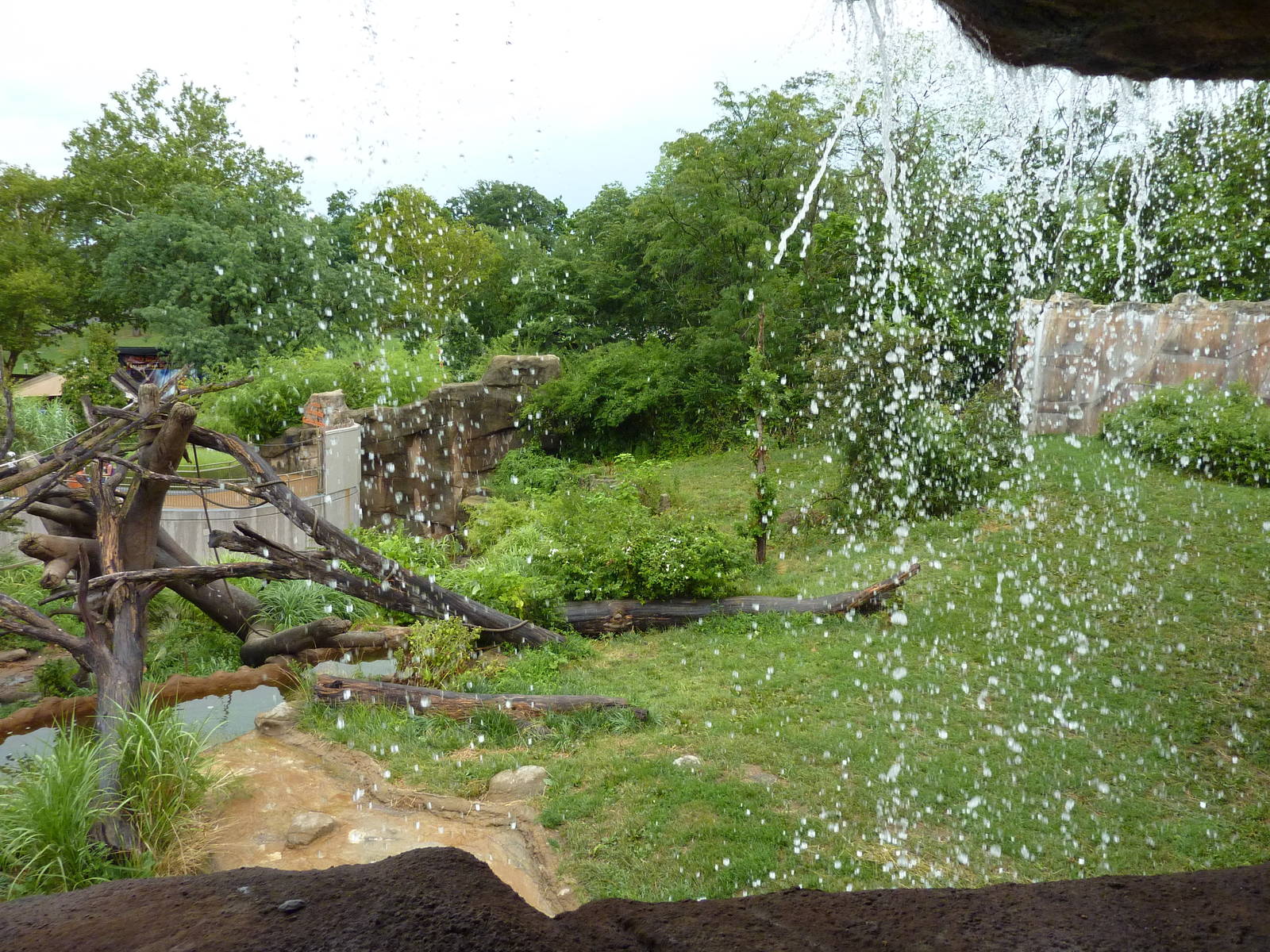 Gorilla Exhibit - Waterfall Viewing Area