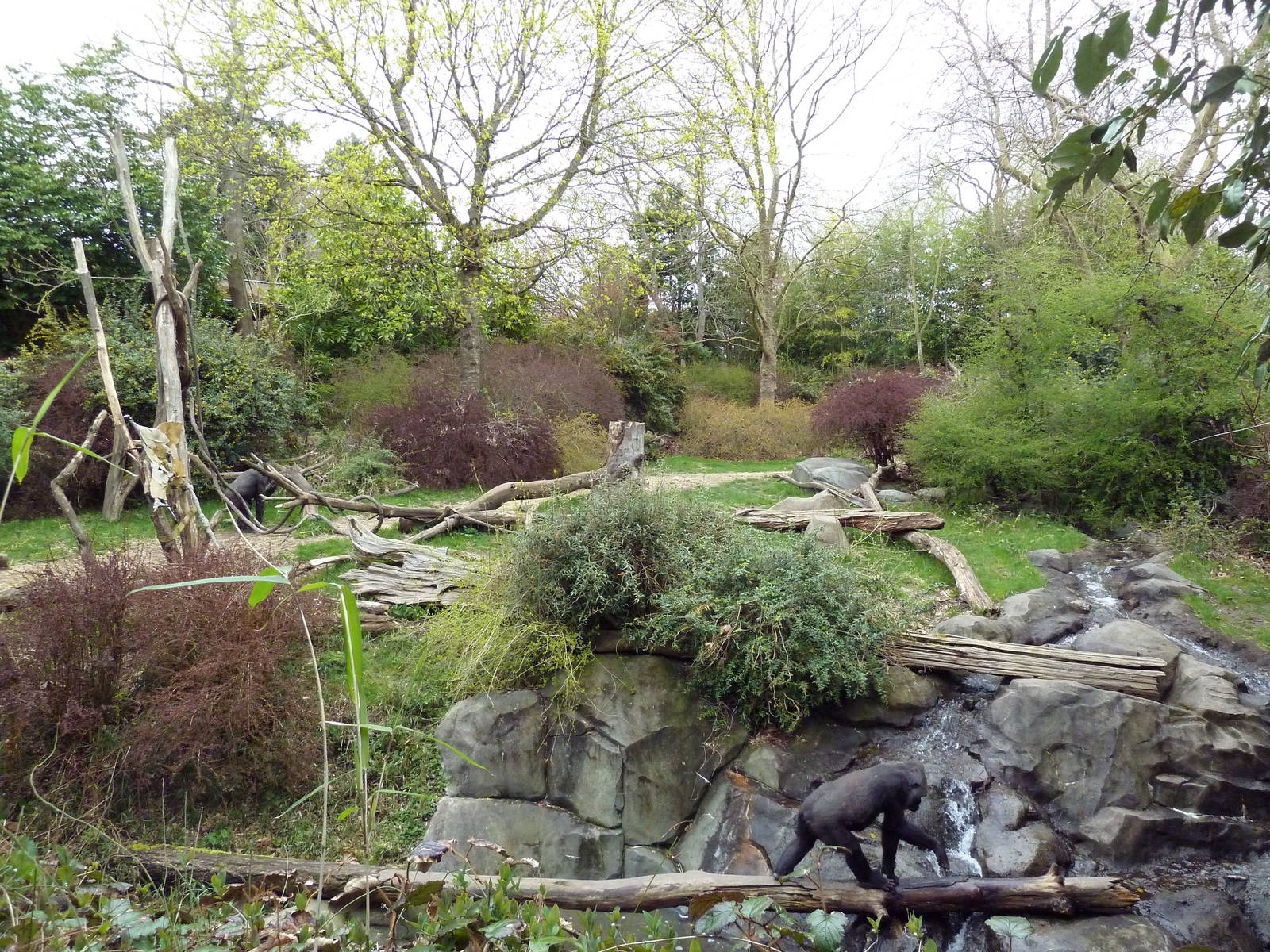 Gorilla Exhibit (With 2 Gorillas In Photo)