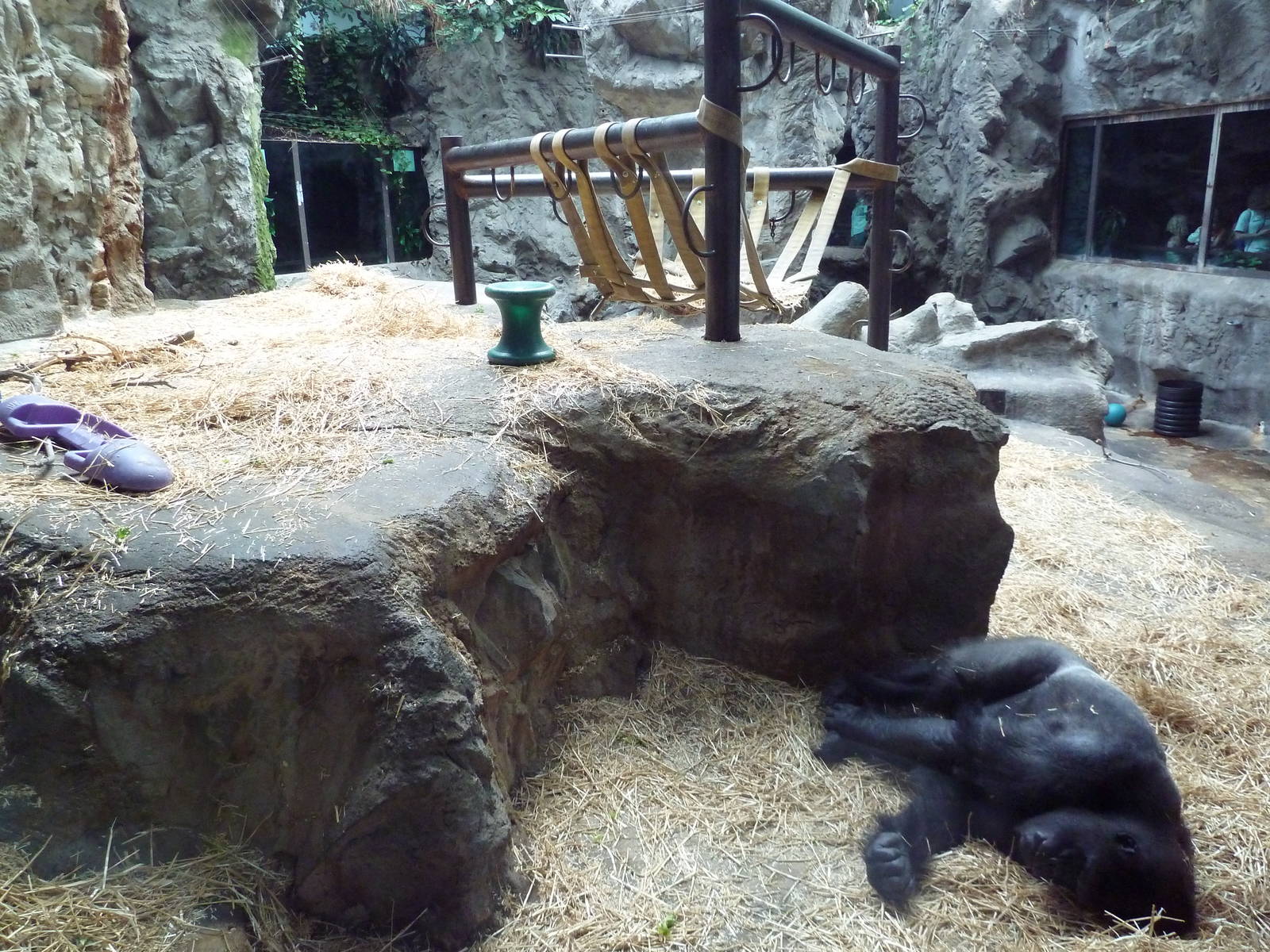 Gorilla Exhibit - With Zero Outdoor Access