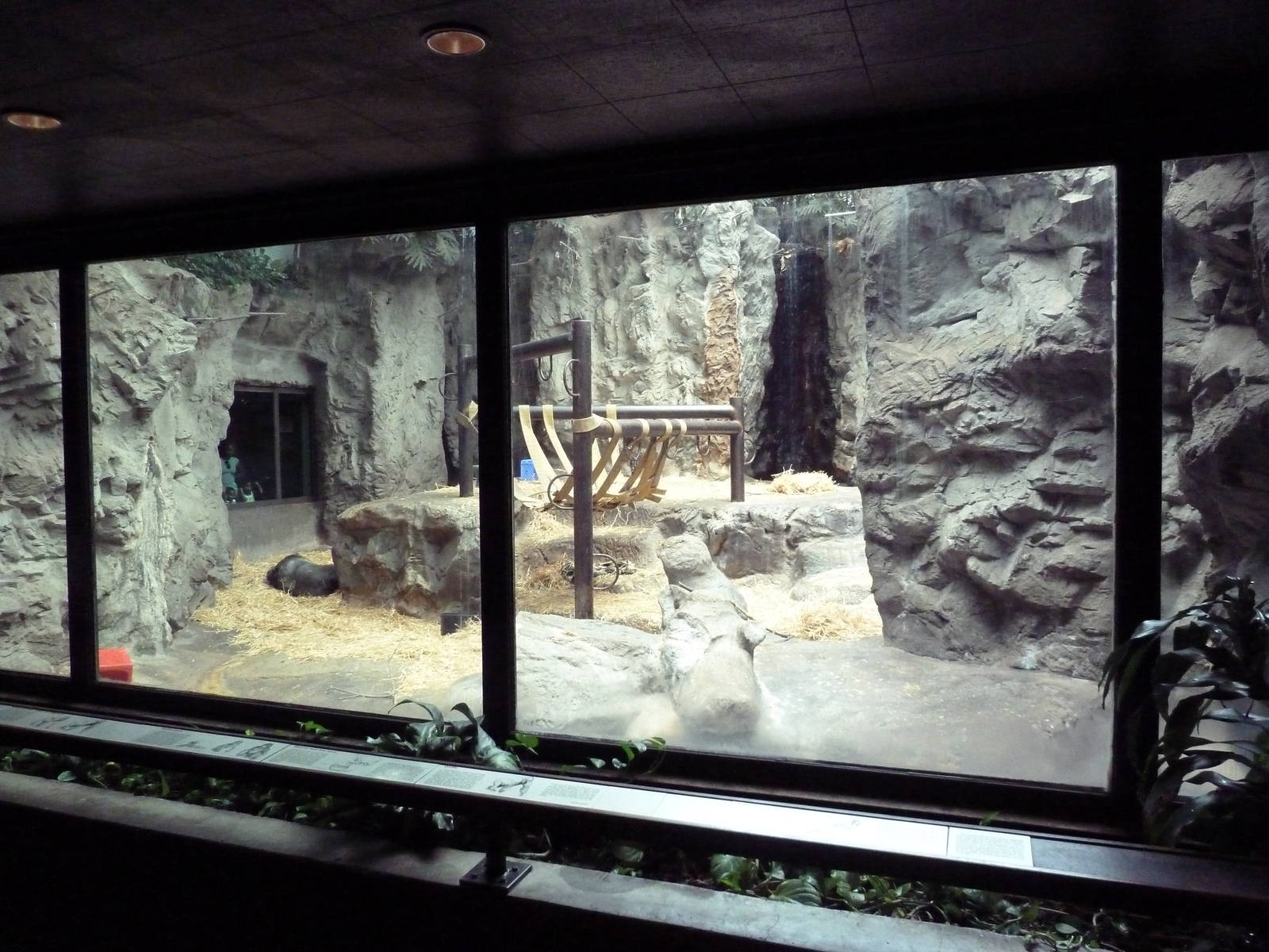 Gorilla Exhibit - With Zero Outdoor Access