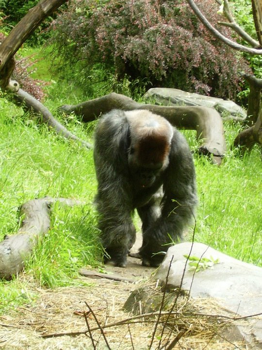 Gorilla Exhibit.