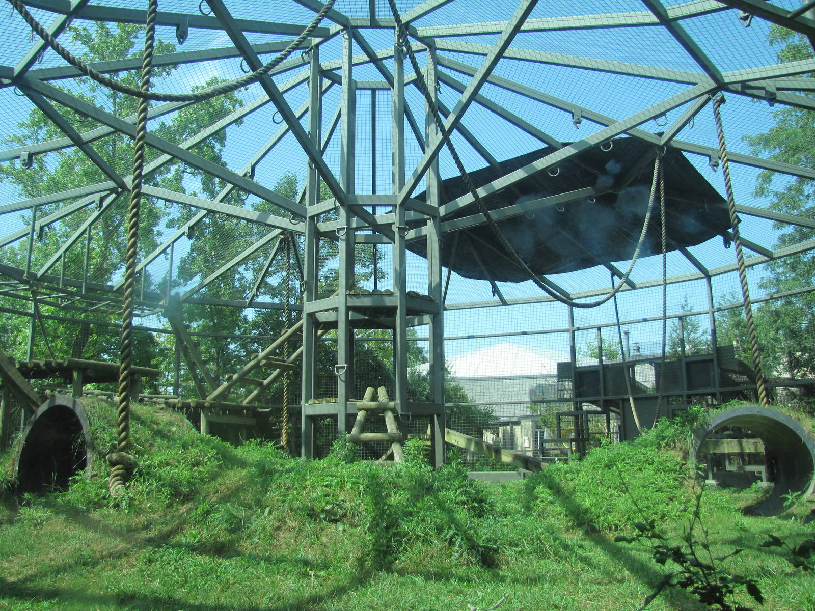 Gorilla Exhibit