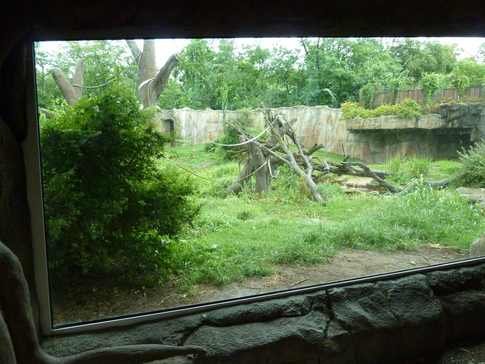 Gorilla Exhibit