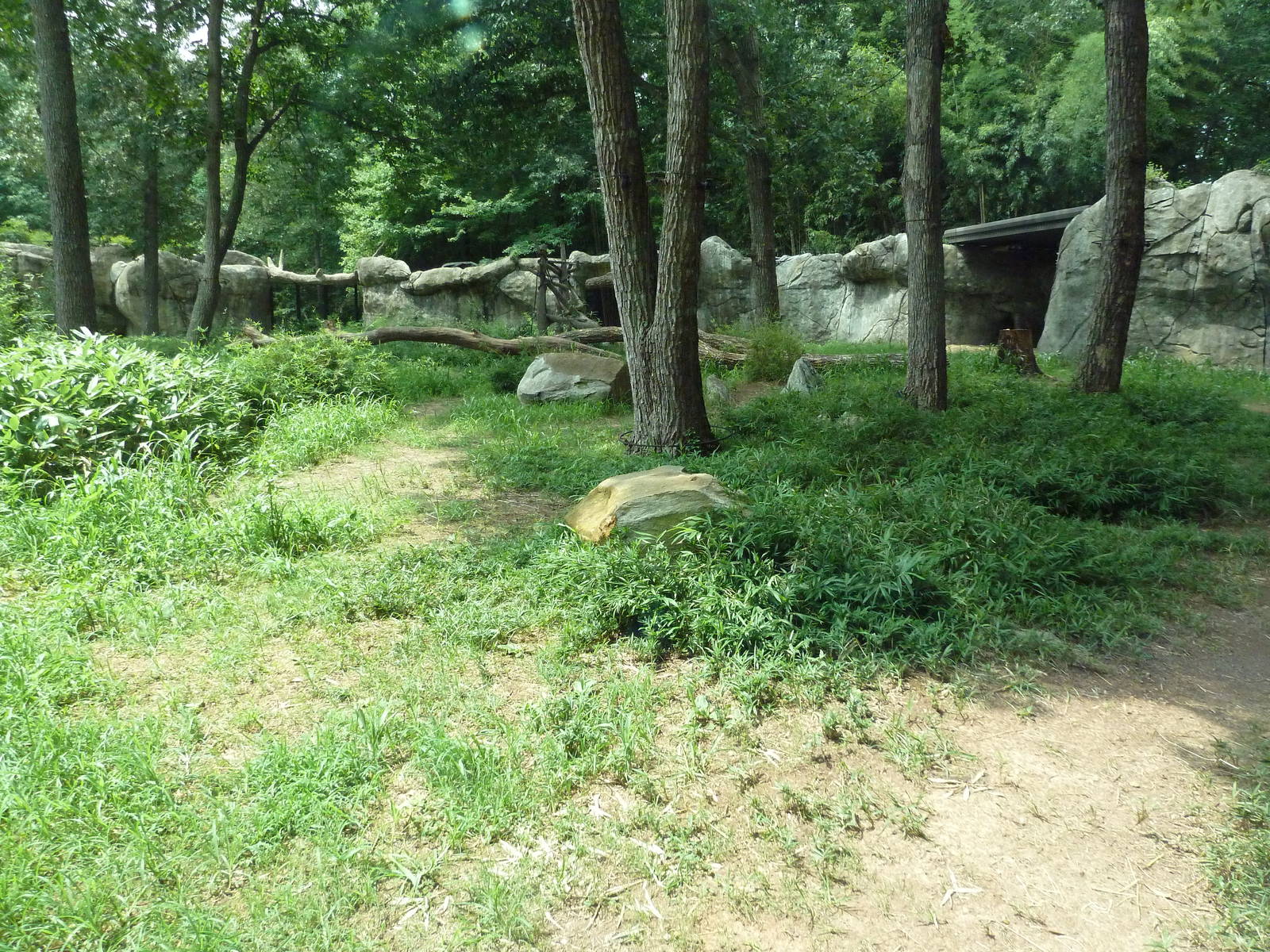 Gorilla Exhibit
