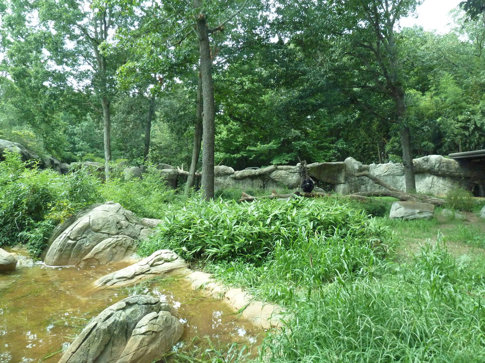 Gorilla Exhibit