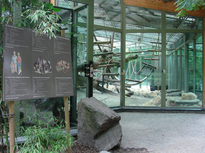 Gorilla exhibit
