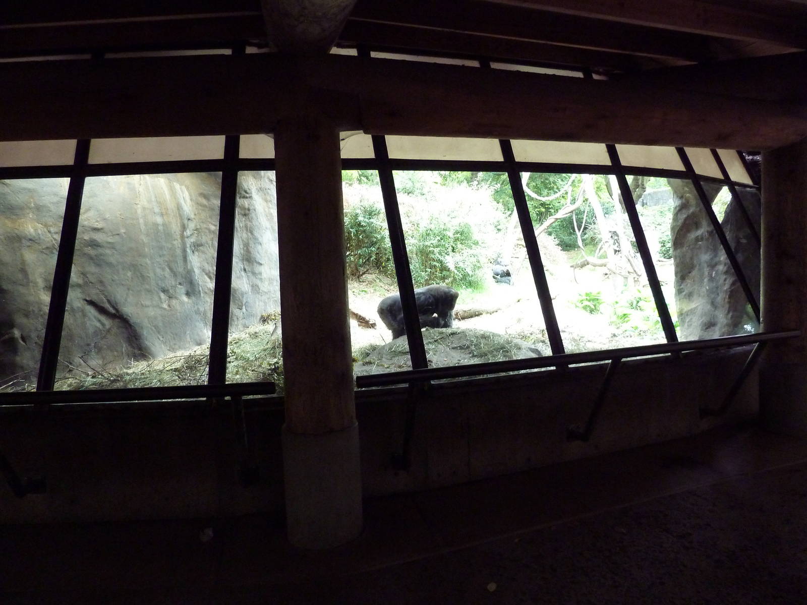 Gorilla Exhibit