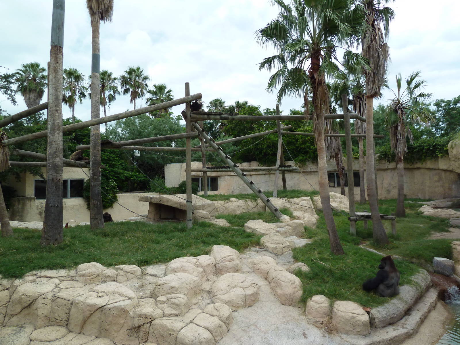 Gorilla Exhibit