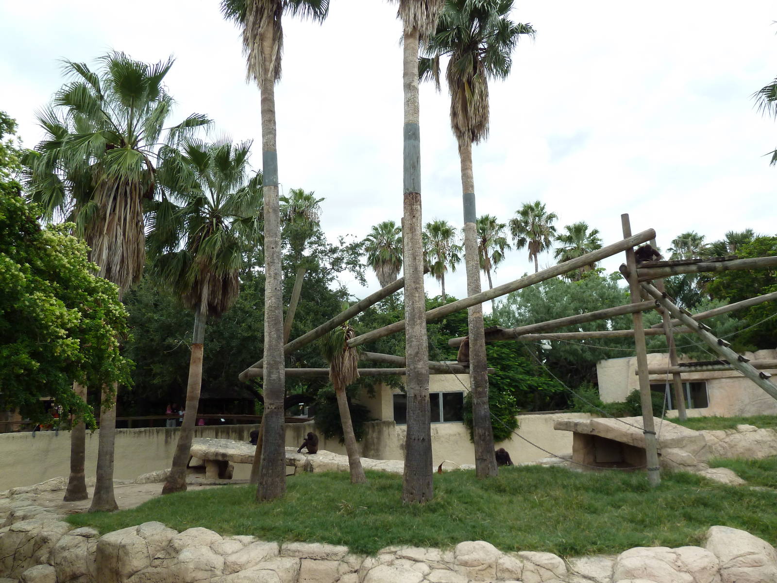 Gorilla Exhibit