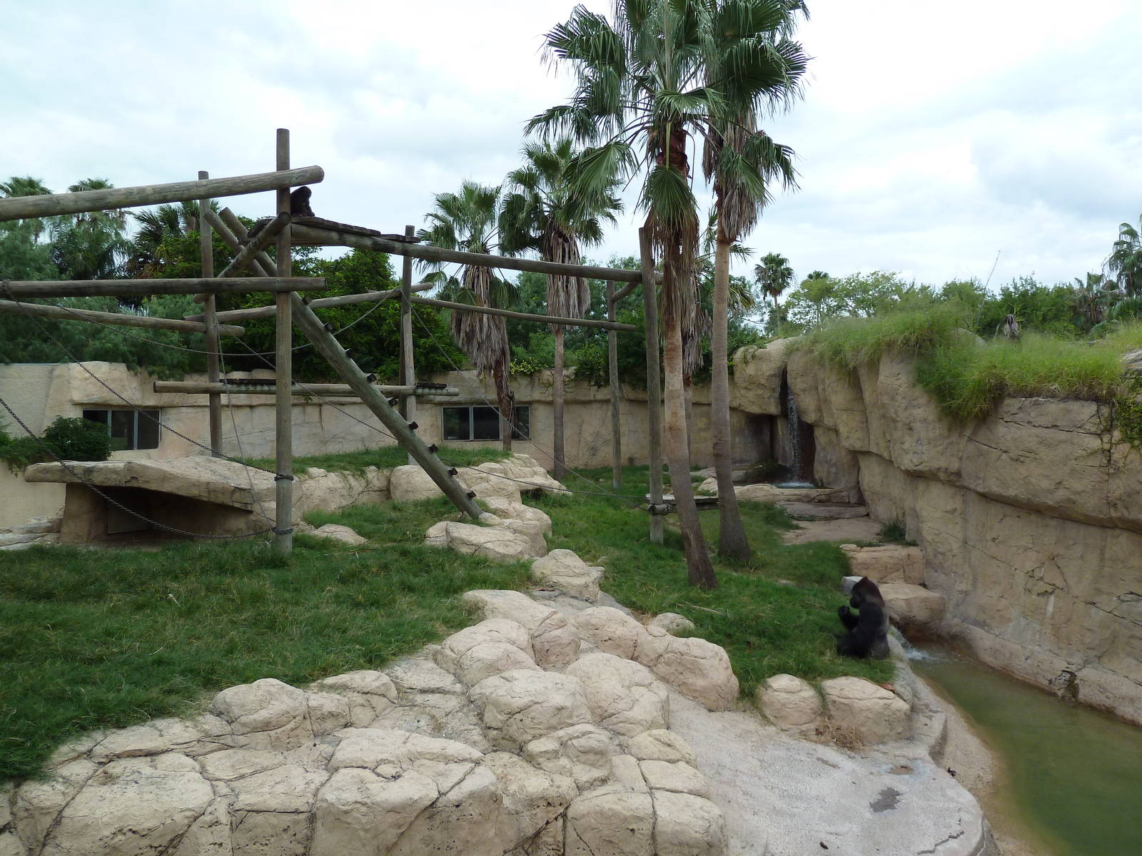 Gorilla Exhibit