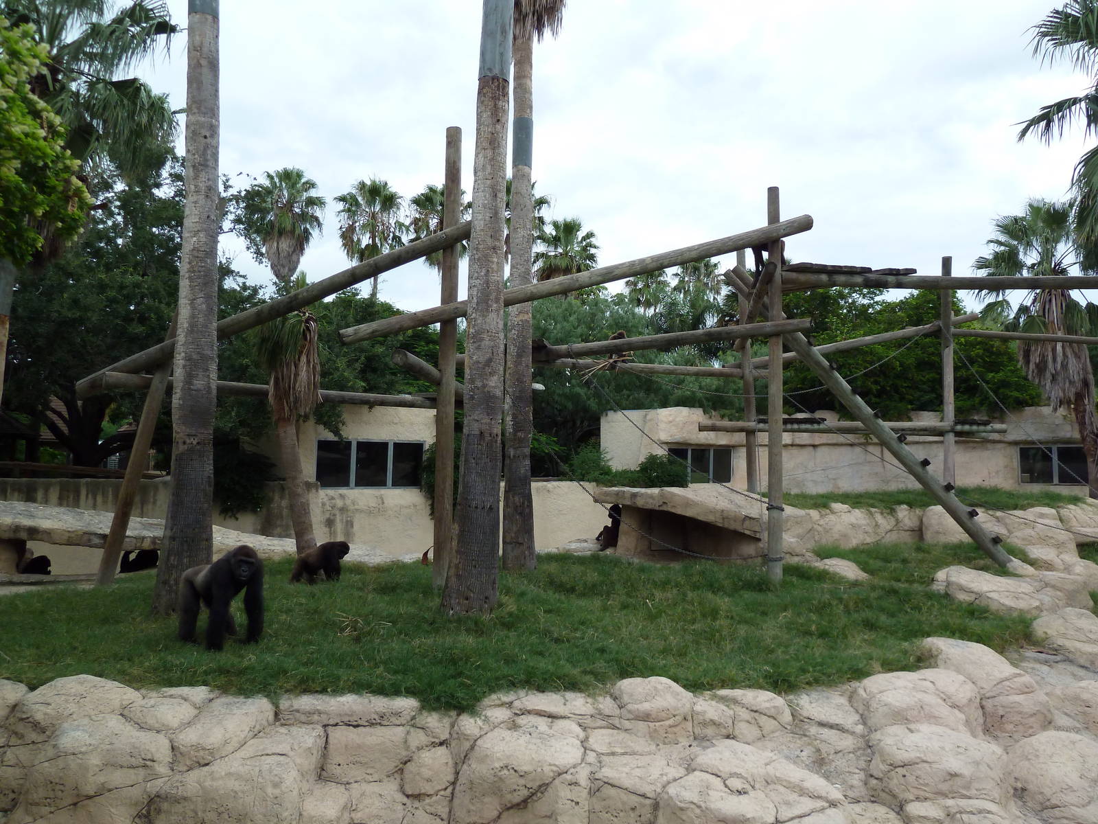 Gorilla Exhibit