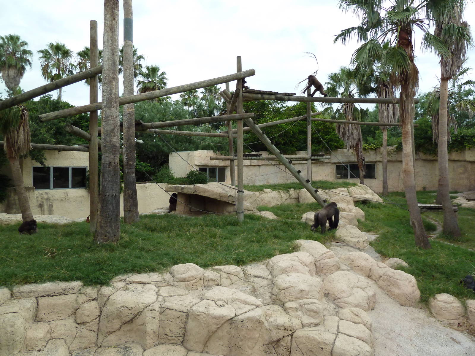 Gorilla Exhibit