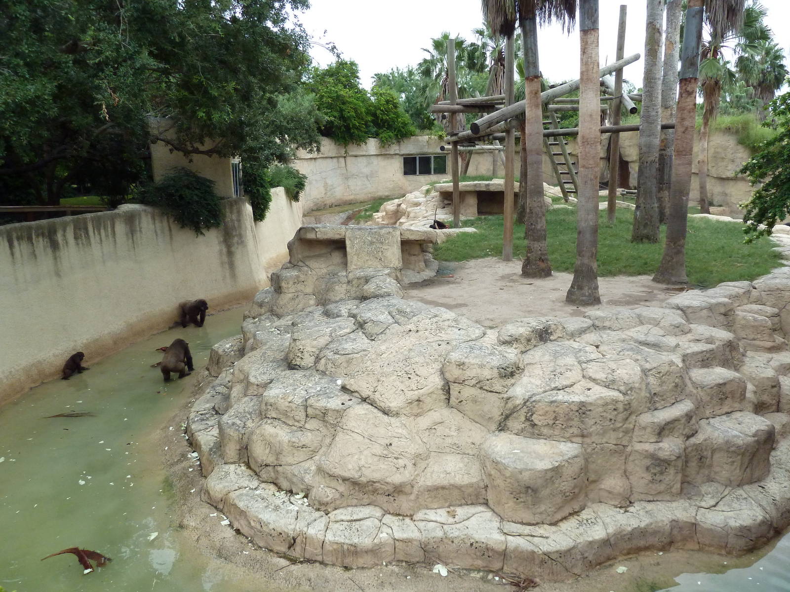 Gorilla Exhibit