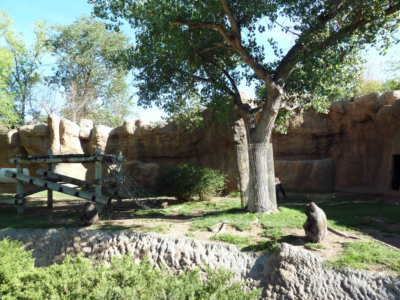 Gorilla Exhibit