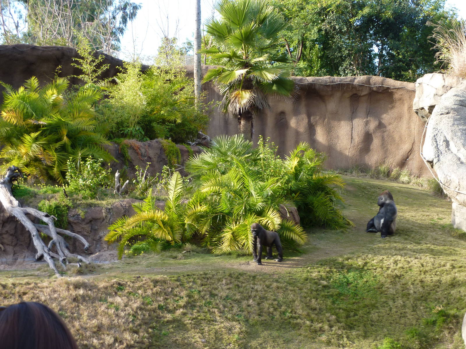 Gorilla Exhibit
