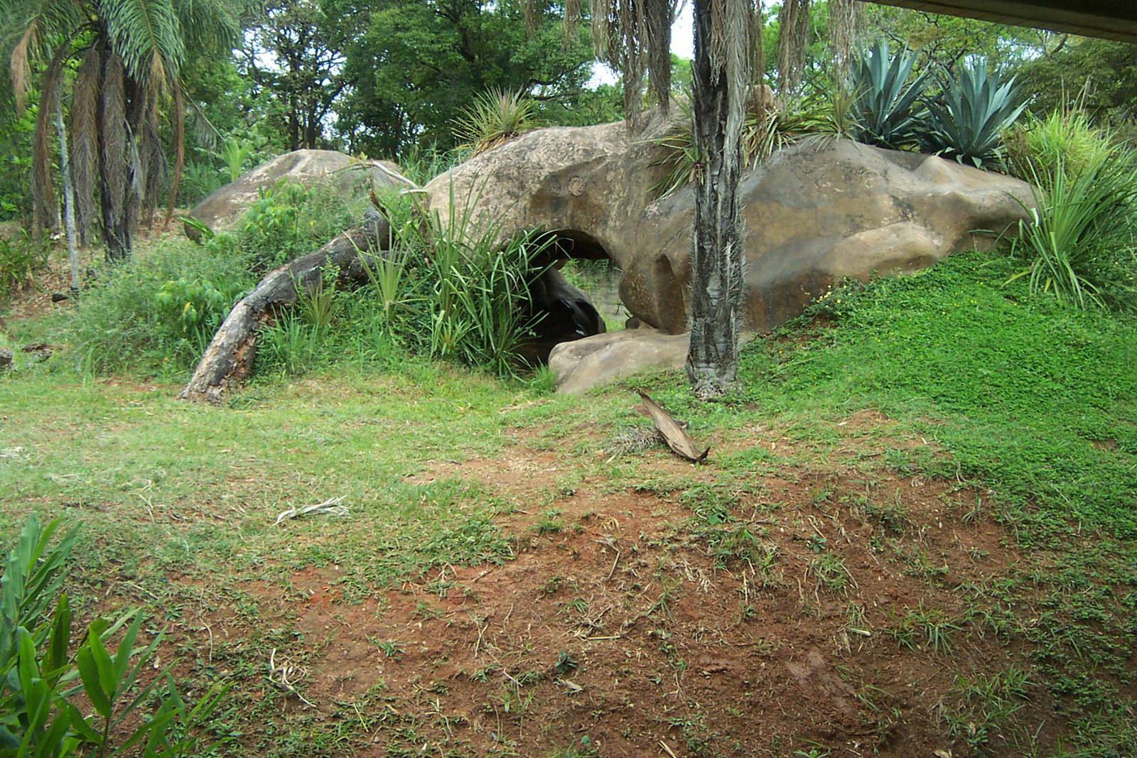 Gorilla Exhibit