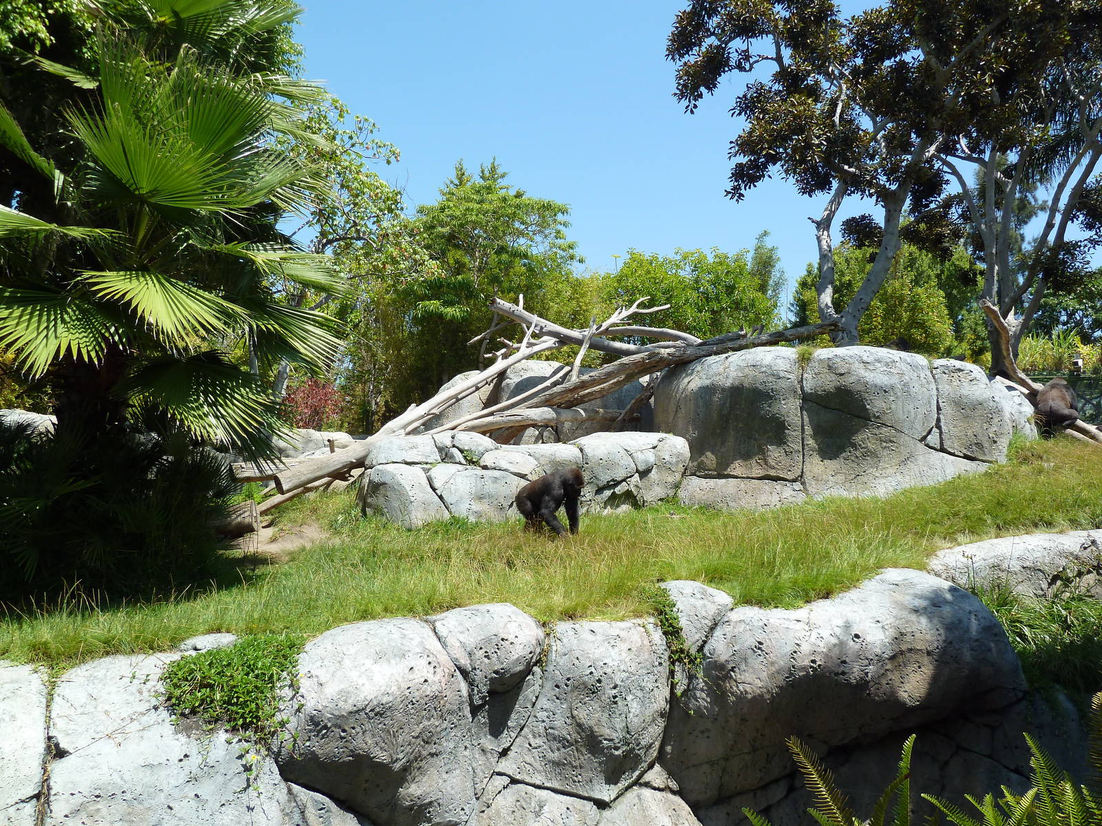 Gorilla Exhibit