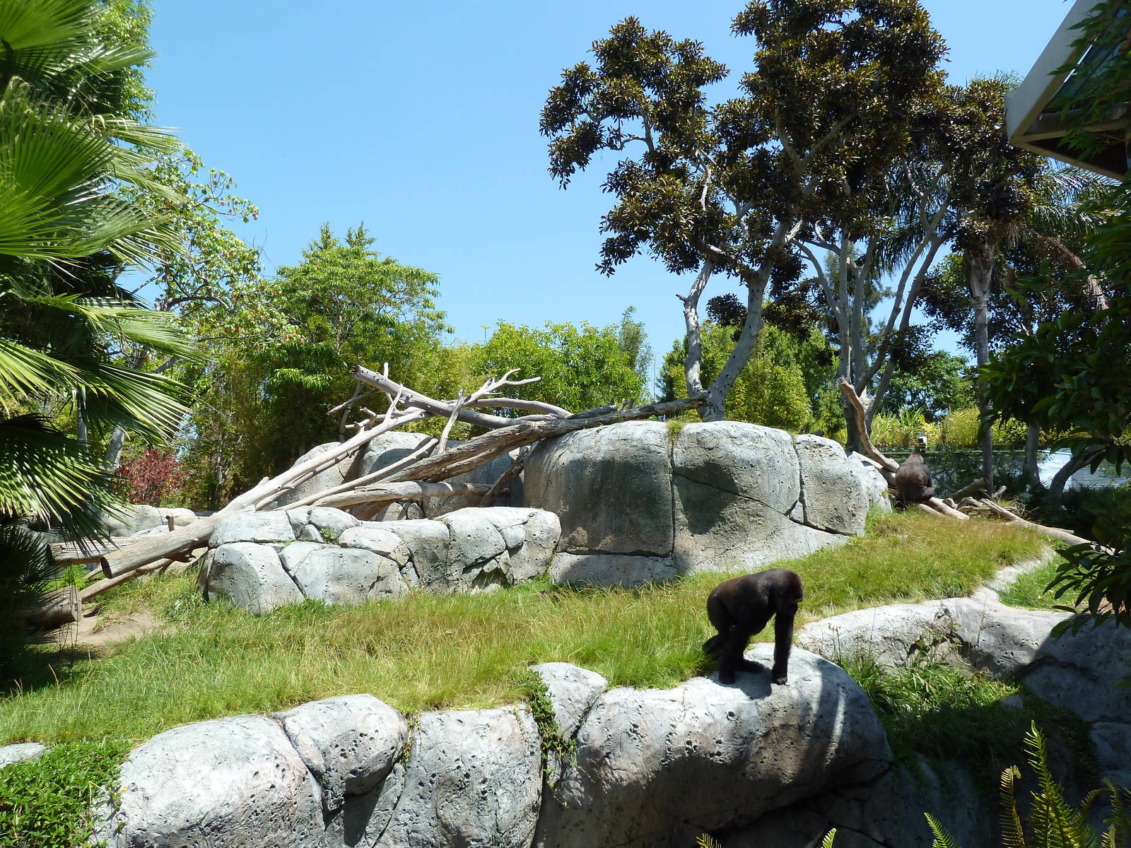 Gorilla Exhibit