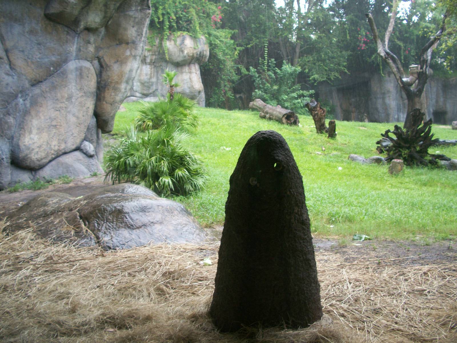 Gorilla Exhibit