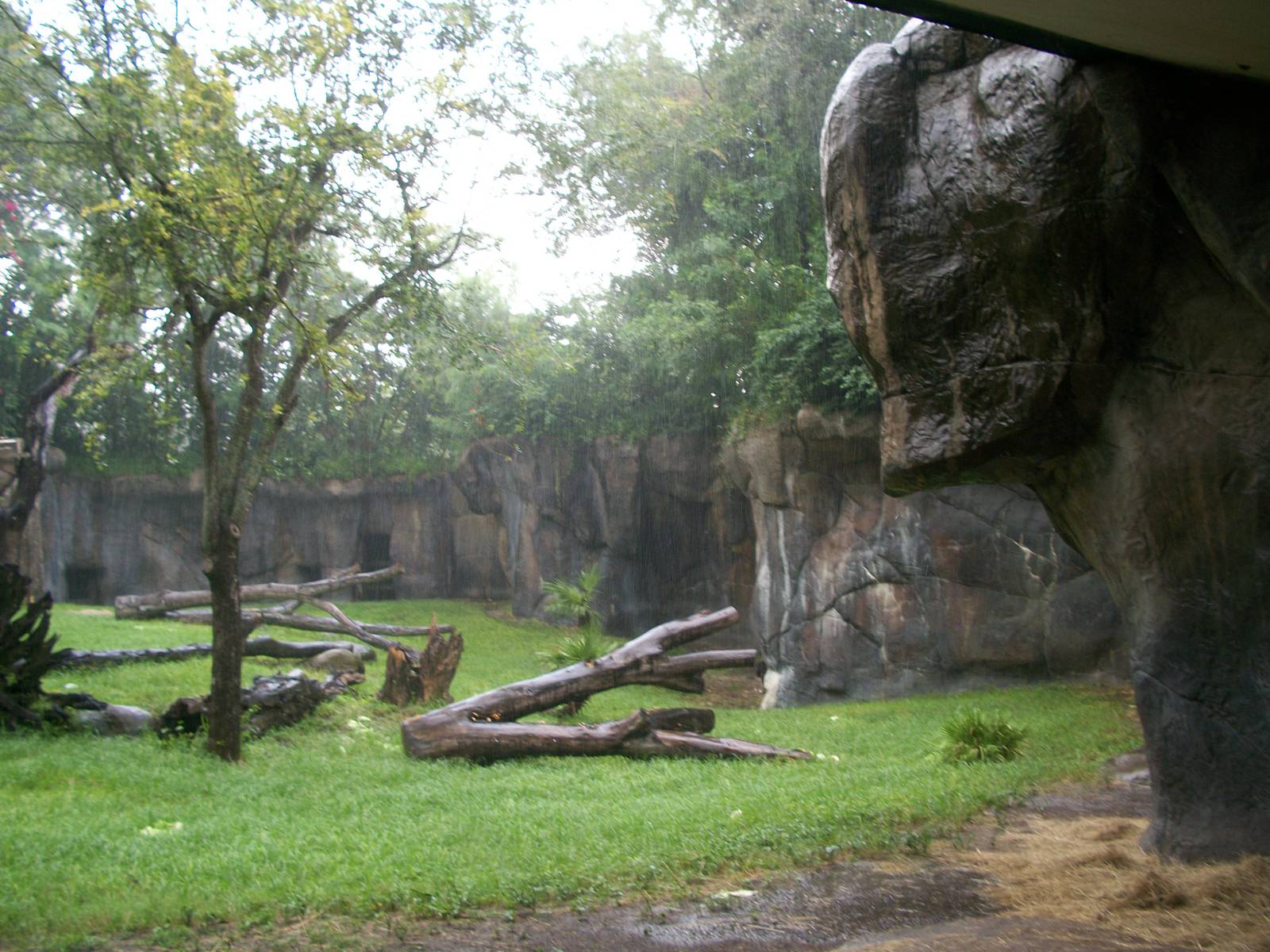 Gorilla Exhibit