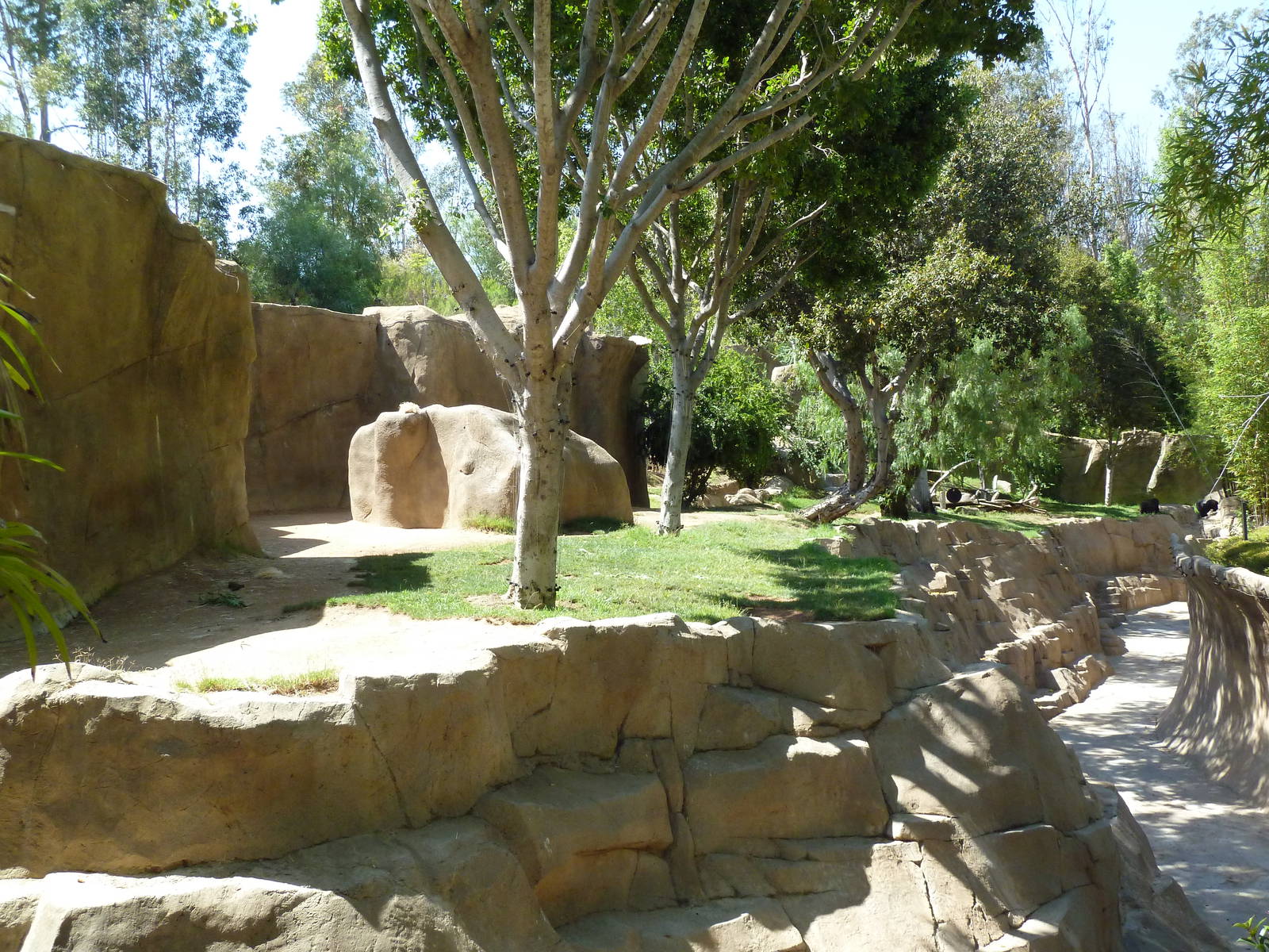 Gorilla Exhibit