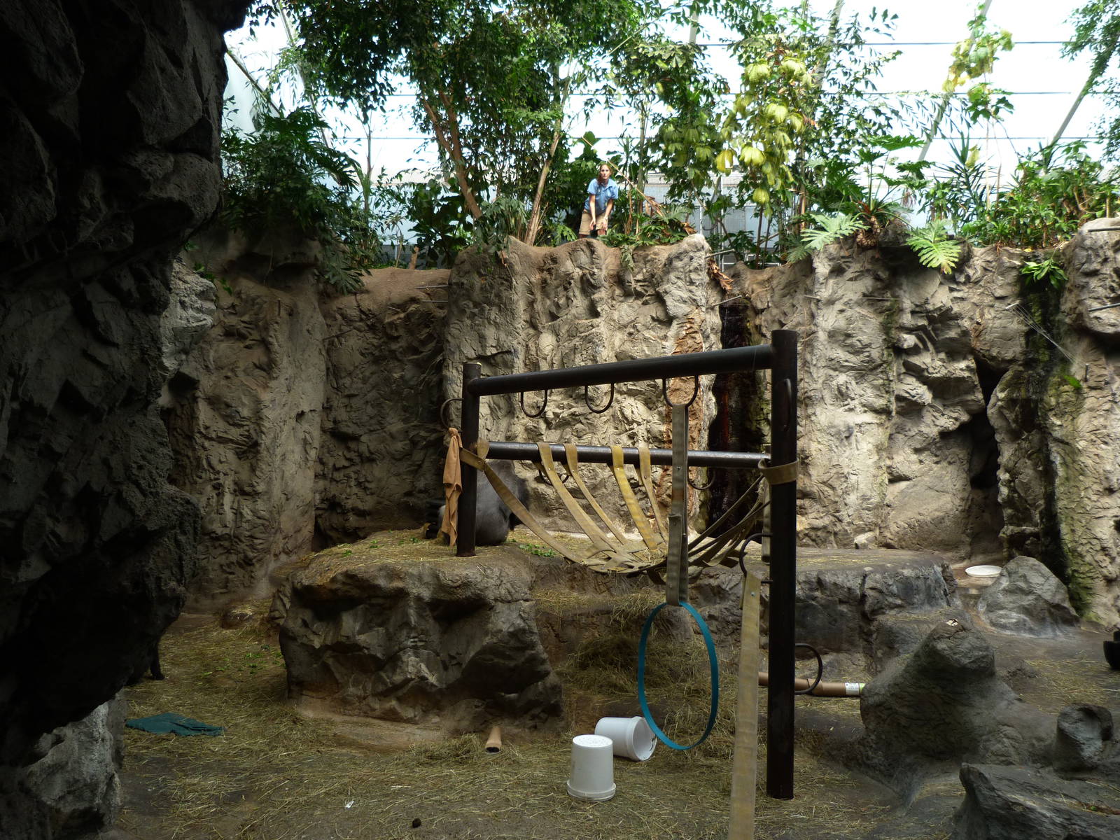 Gorilla Exhibit